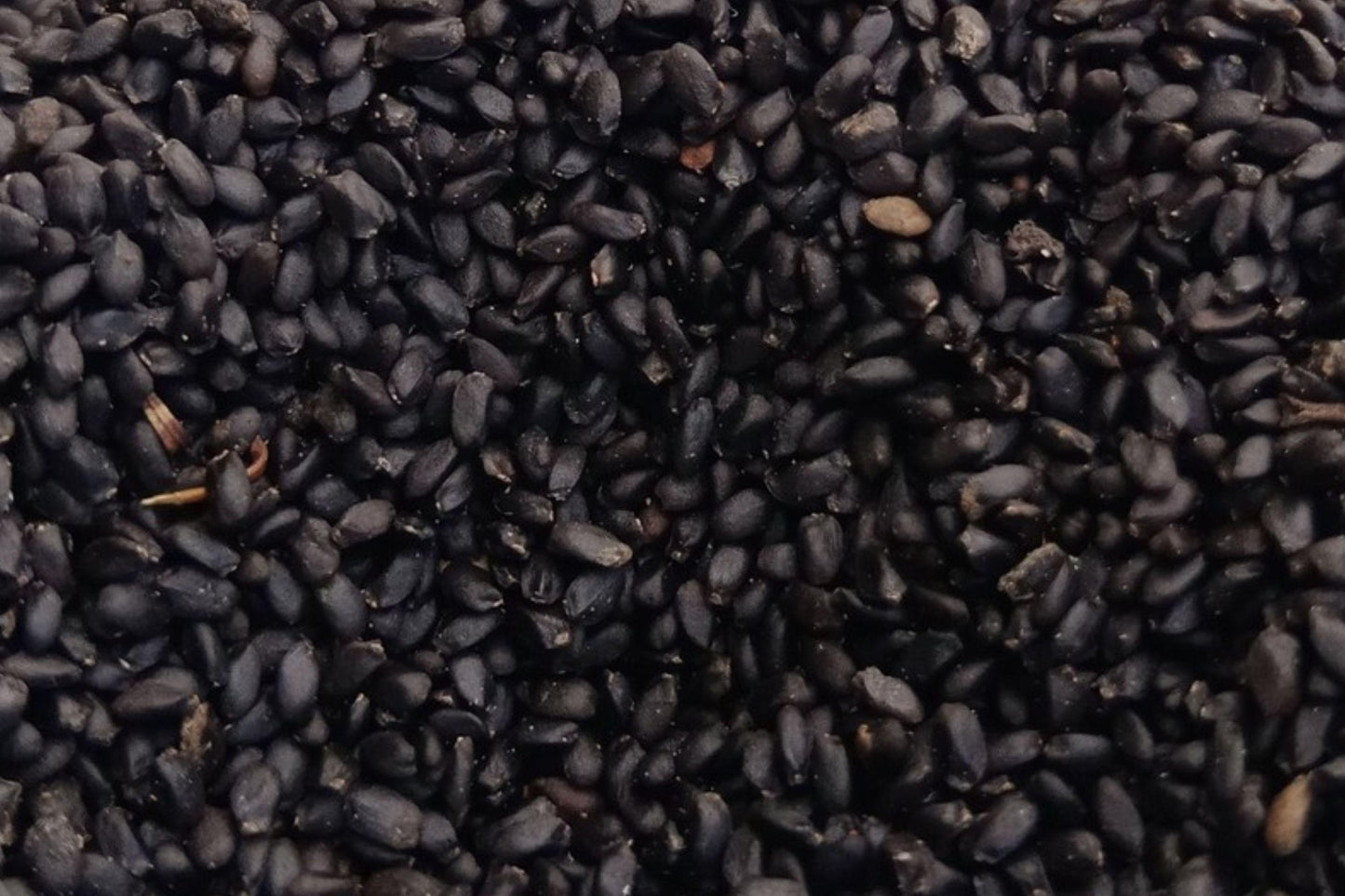 Black Chia Seeds 1 LB – Salvia hispanica, Vegan, Gluten-Free, Nutrient-Dense, Omega-3, Fiber, Baking & Smoothies
