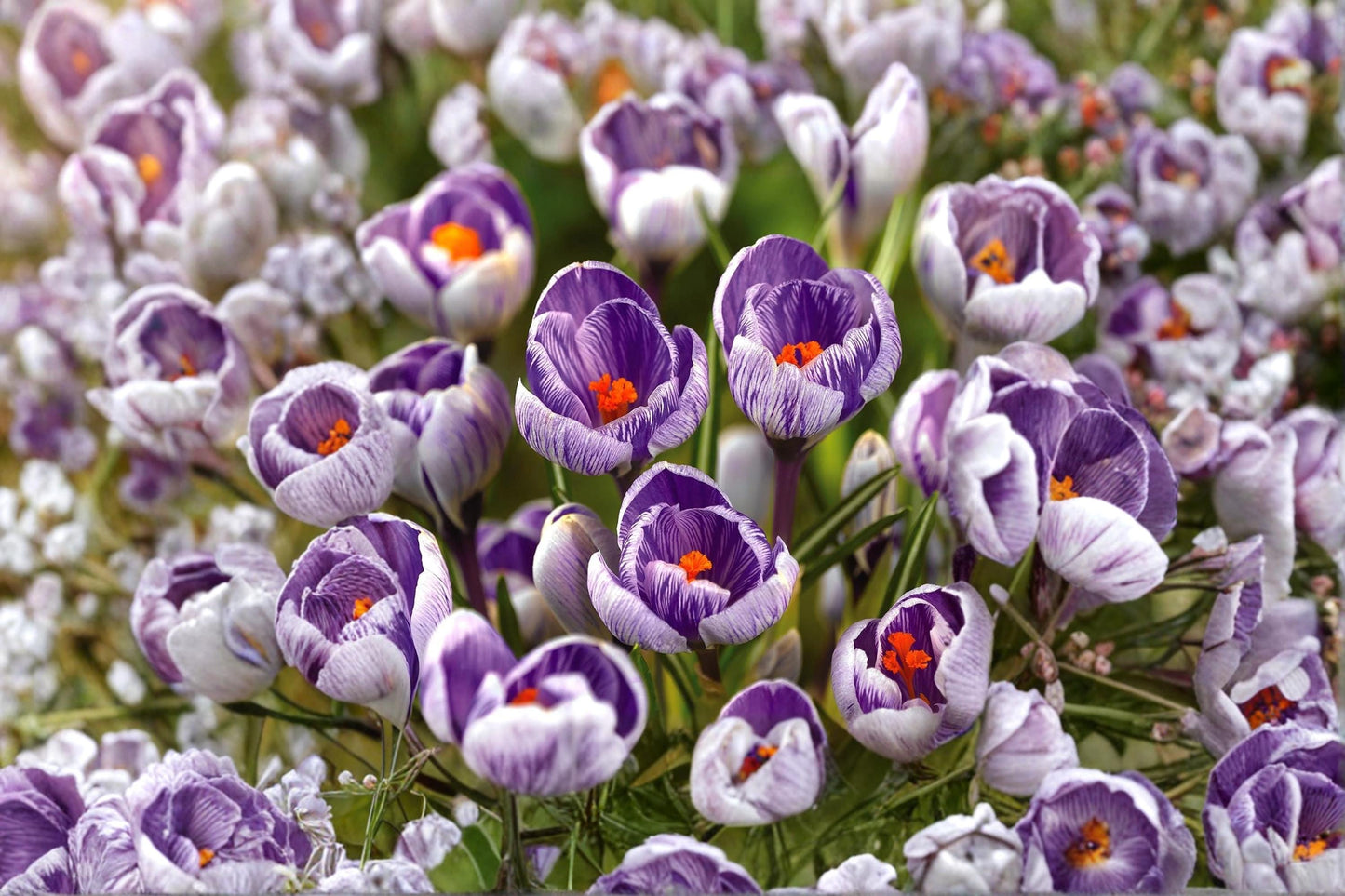 Striped Pickwick Crocus Bulb – Crocus vernus Spring Flowering Bulb with Purple and White Stripes