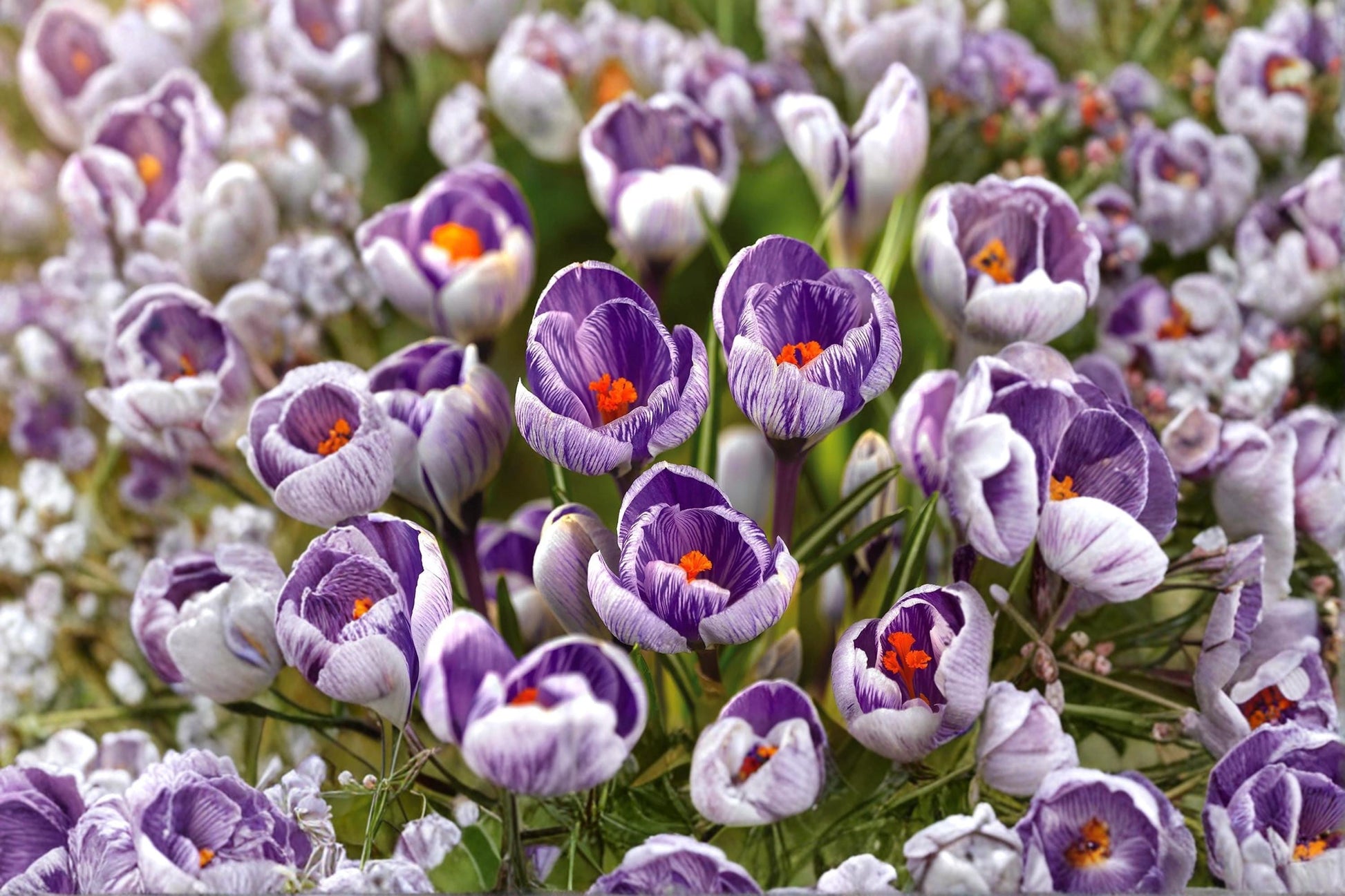 Striped Pickwick Crocus Bulb – Crocus vernus Spring Flowering Bulb with Purple and White Stripes