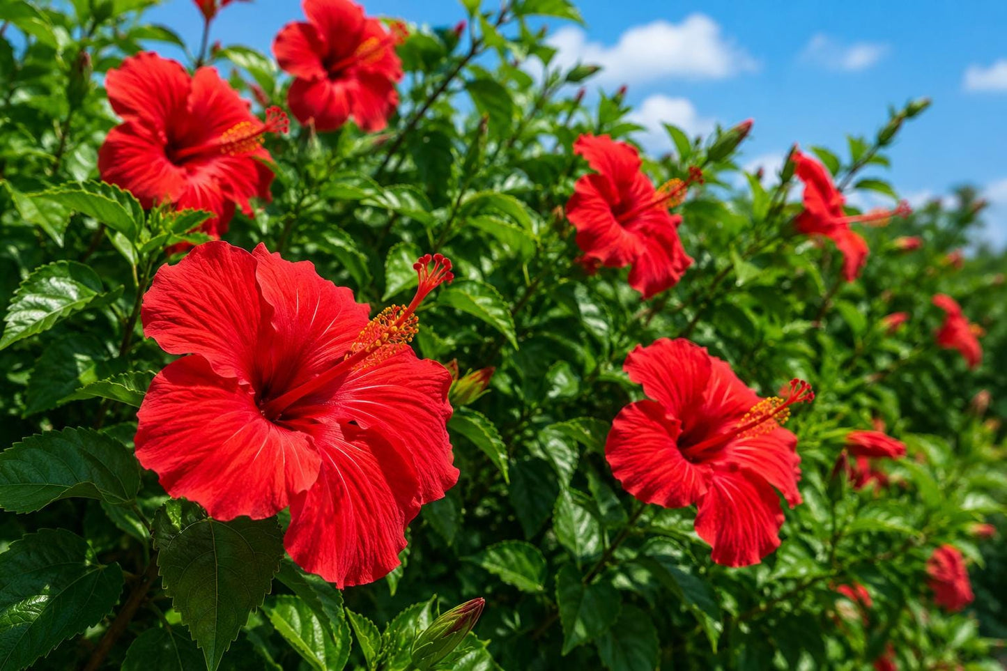Tropical Hibiscus Plant - Large Sunny Golden Flowers - Fort Myers Yellow - Hibiscus rosa-sinensis