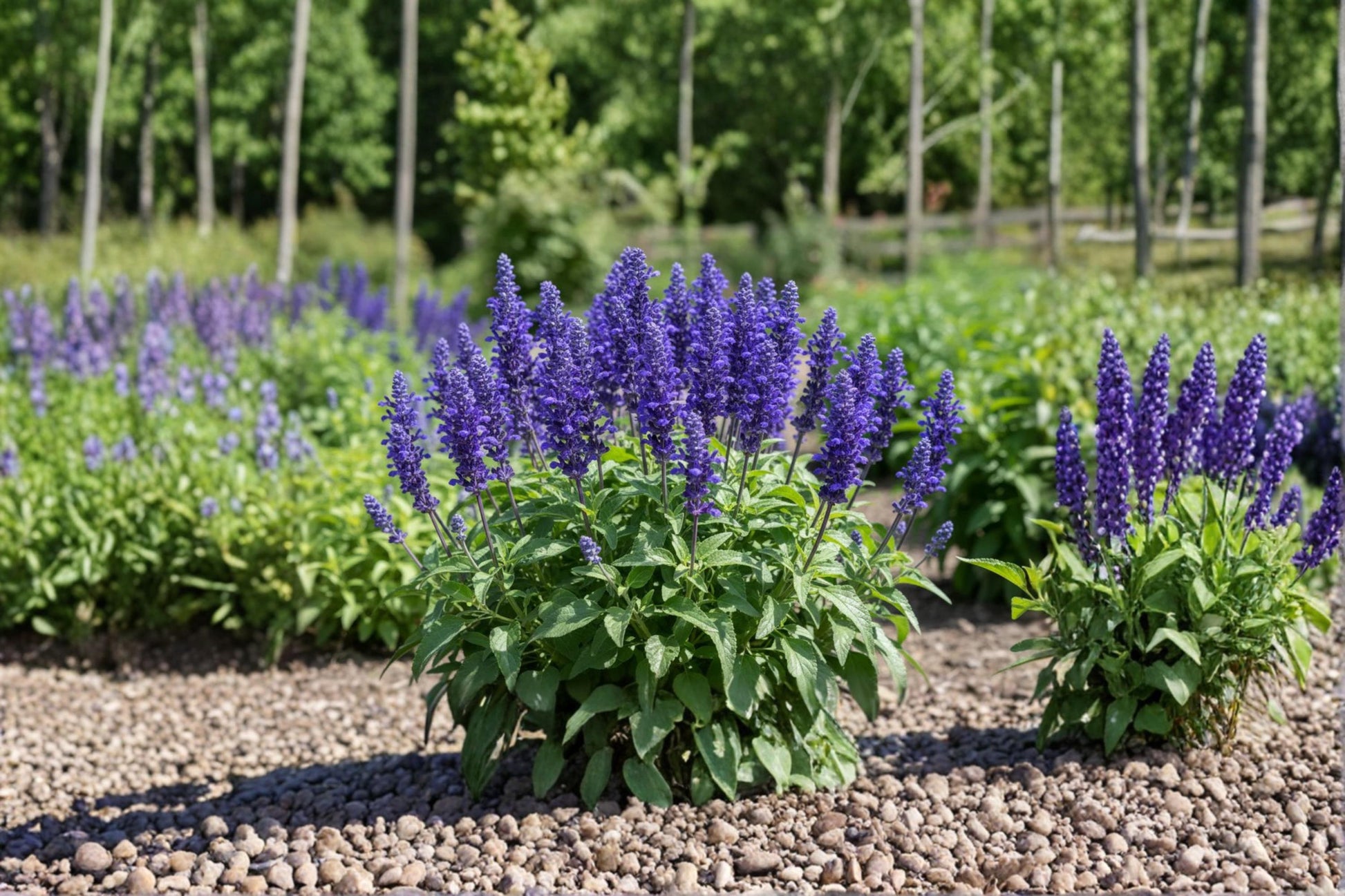 Blue Queen Salvia Seeds – Salvia farinacea, Perennial Flowering Plant, Blue Blooms, Garden Seeds, Landscape Plant, 50 Seeds