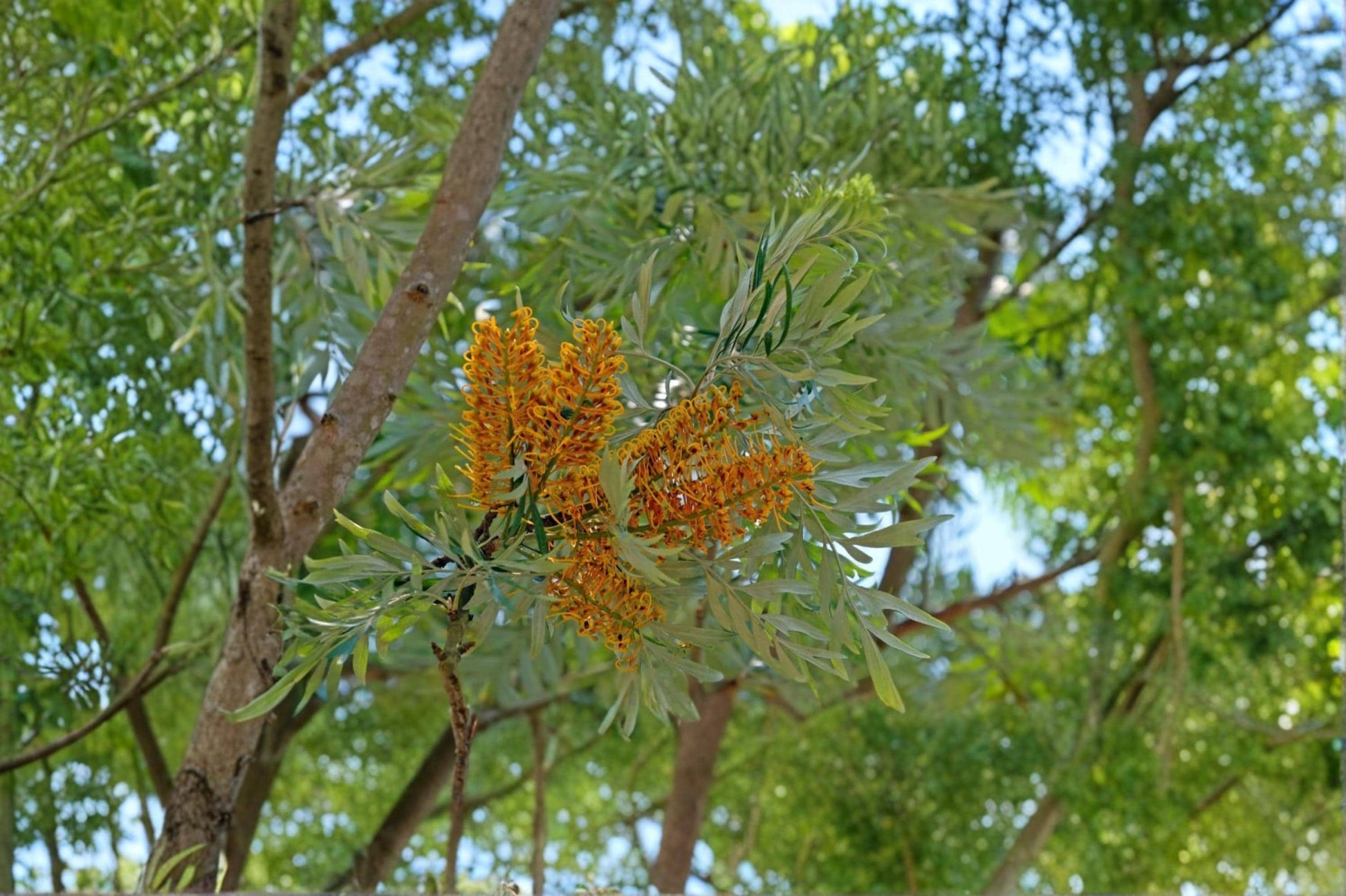 Silky Oak Seeds – Grevillea robusta – Ornamental Tree with Fern-Like Foliage & Golden-Orange Flowers