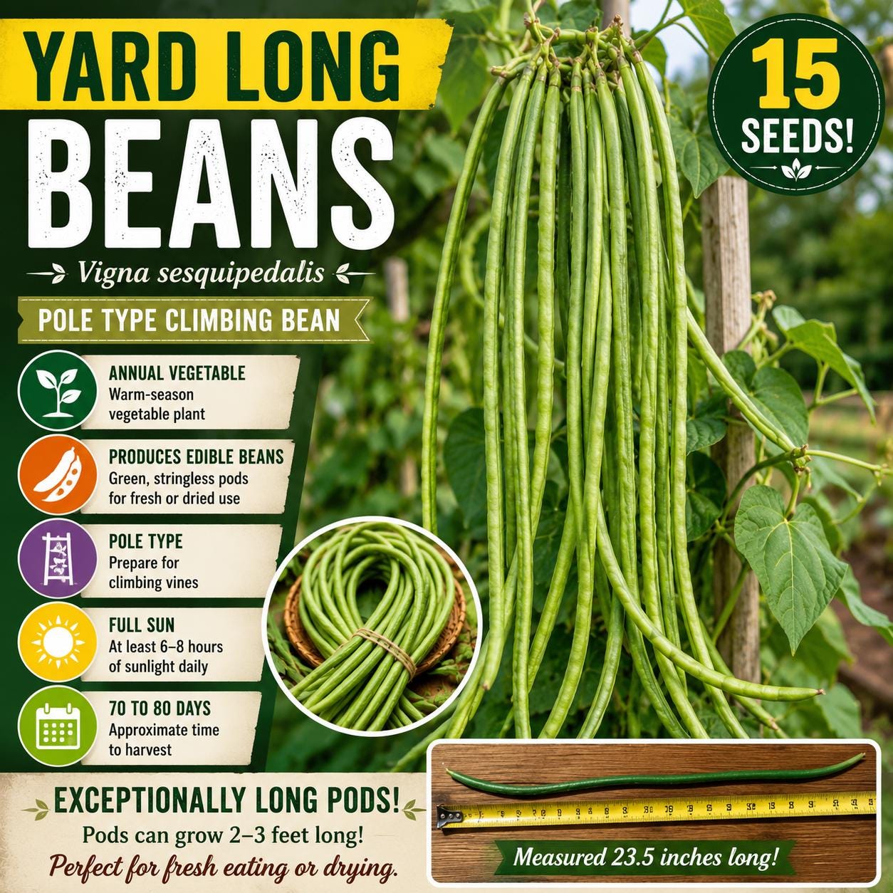 Yard Long Bean Seeds – Vigna sesquipedalis, Climbing Vegetable with Long Green Pods, 15 Seeds