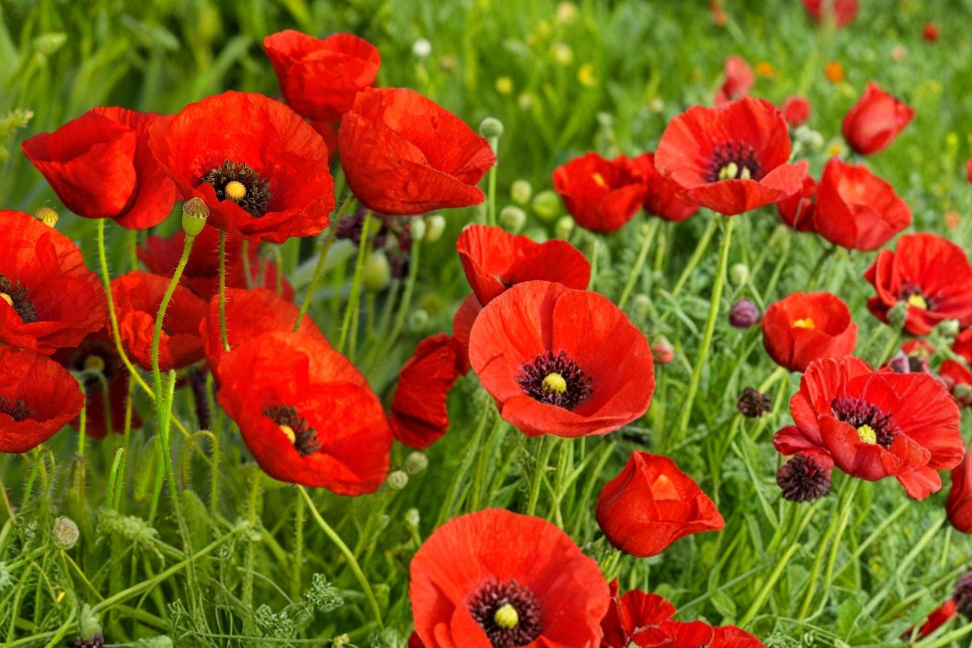 American Legion Poppy Seeds – Red Papaver rhoeas Flower for Wildflower Gardens, Borders & Naturalized Landscapes
