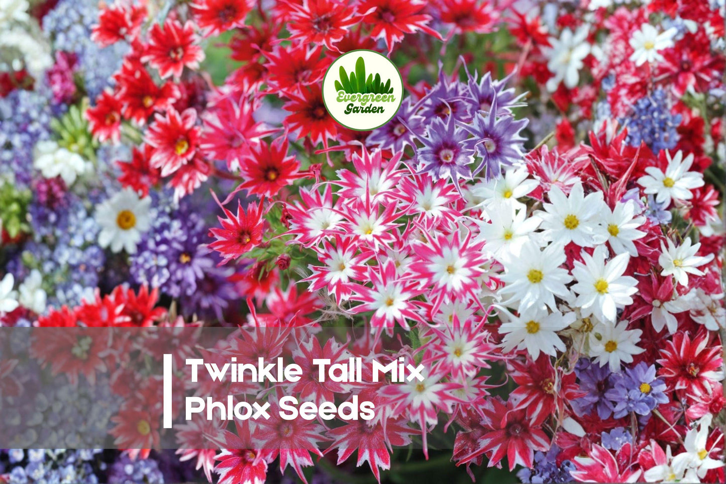 Twinkle Tall Mix Phlox Seeds – Vibrant Star-Shaped Flowers, Attracts Pollinators, Easy to Grow, Phlox drummondii, 100+ Seeds
