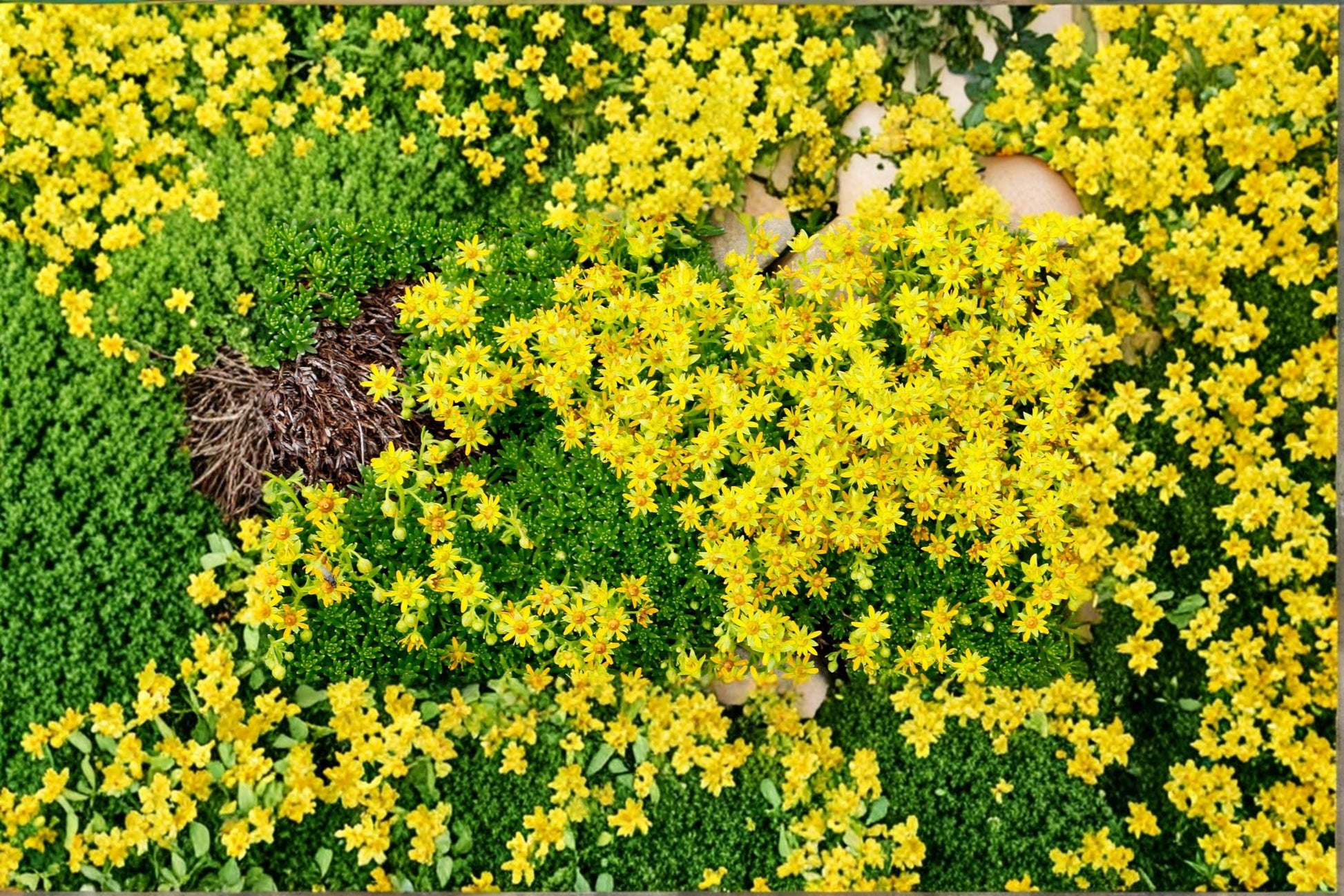 Yellow Acre Sedum Seeds – Sedum acre Ground Cover Succulent, Drought Tolerant Perennial Plant, Full Sun, Well-Drained Soil, 200 Seeds