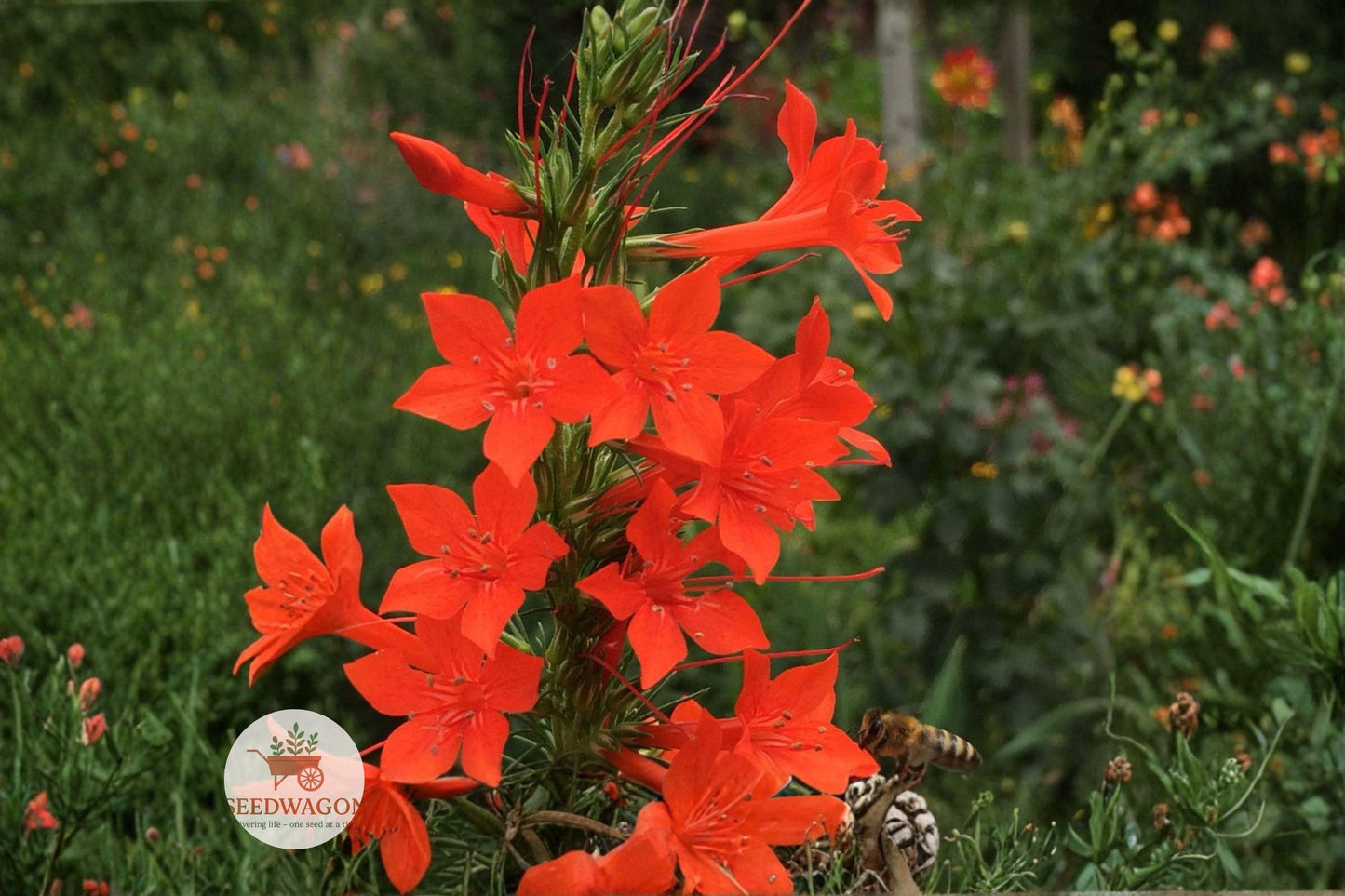 standing cypress seeds, wildflower seeds, pollinator garden seeds, hummingbird attractor, native prairie seeds, drought tolerant plants, red tubular flowers, summer bloom seeds, butterfly garden seeds, tall wildflower seeds, perennial wildflower seeds, meadow planting seeds, native plant seeds