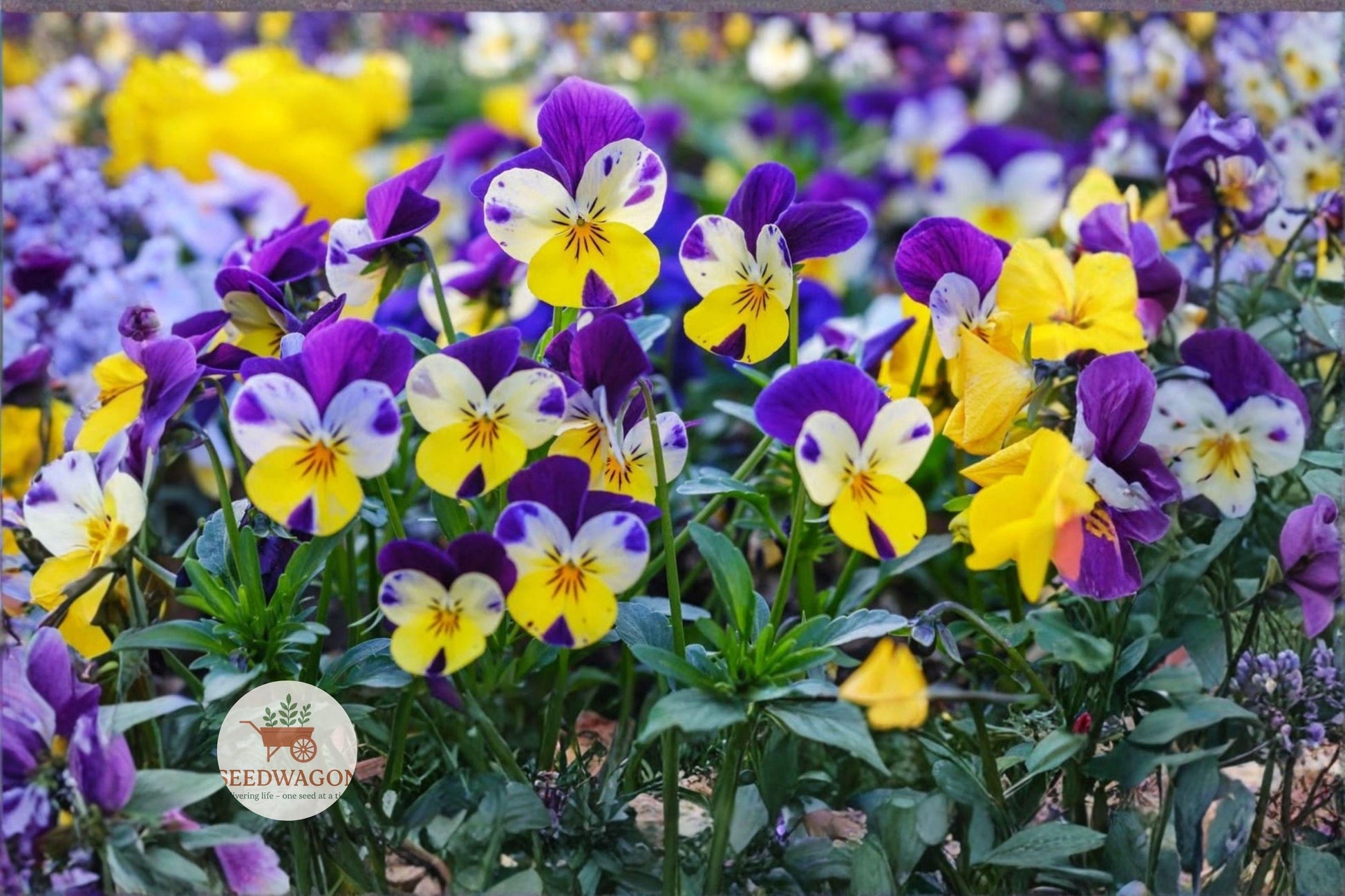 violet flower seeds, Johnny Jump Up viola, colorful garden flowers, pollinator attractant, border flower seeds, container plant seeds, heirloom flower seeds, cool season flowers, cottage garden plants, easy grow flower seeds, annual flower seeds, bee friendly plants, patio flower seeds