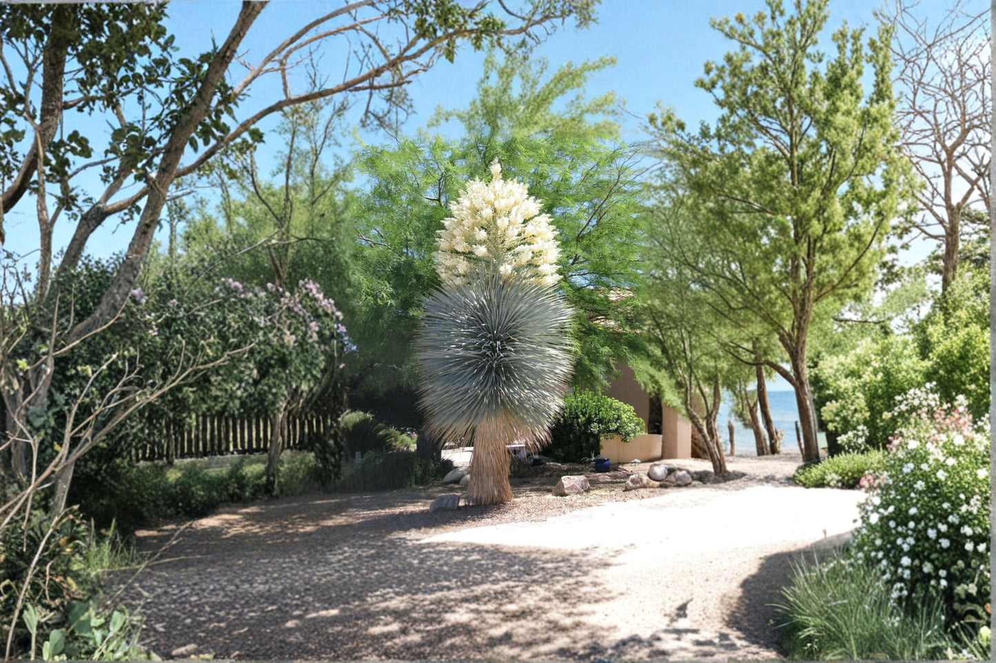 Blue Yucca Seeds – Yucca rigida Drought-Tolerant Ornamental Desert Plant for Xeriscape & Rock Gardens