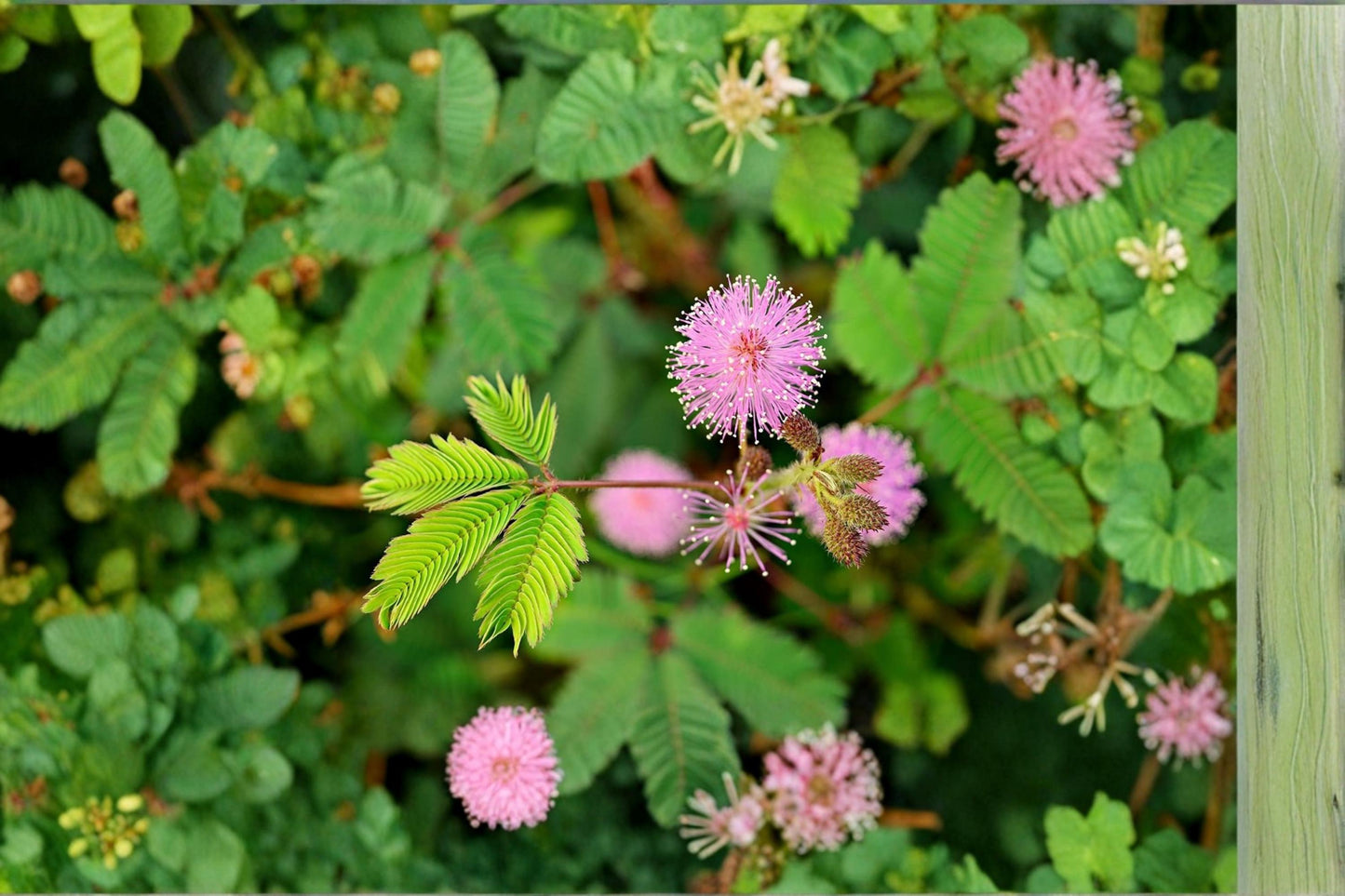 Sleeping Grass Seeds – Mimosa pudica Sensitive Plant with Pink Flowers for Indoor & Container Gardening