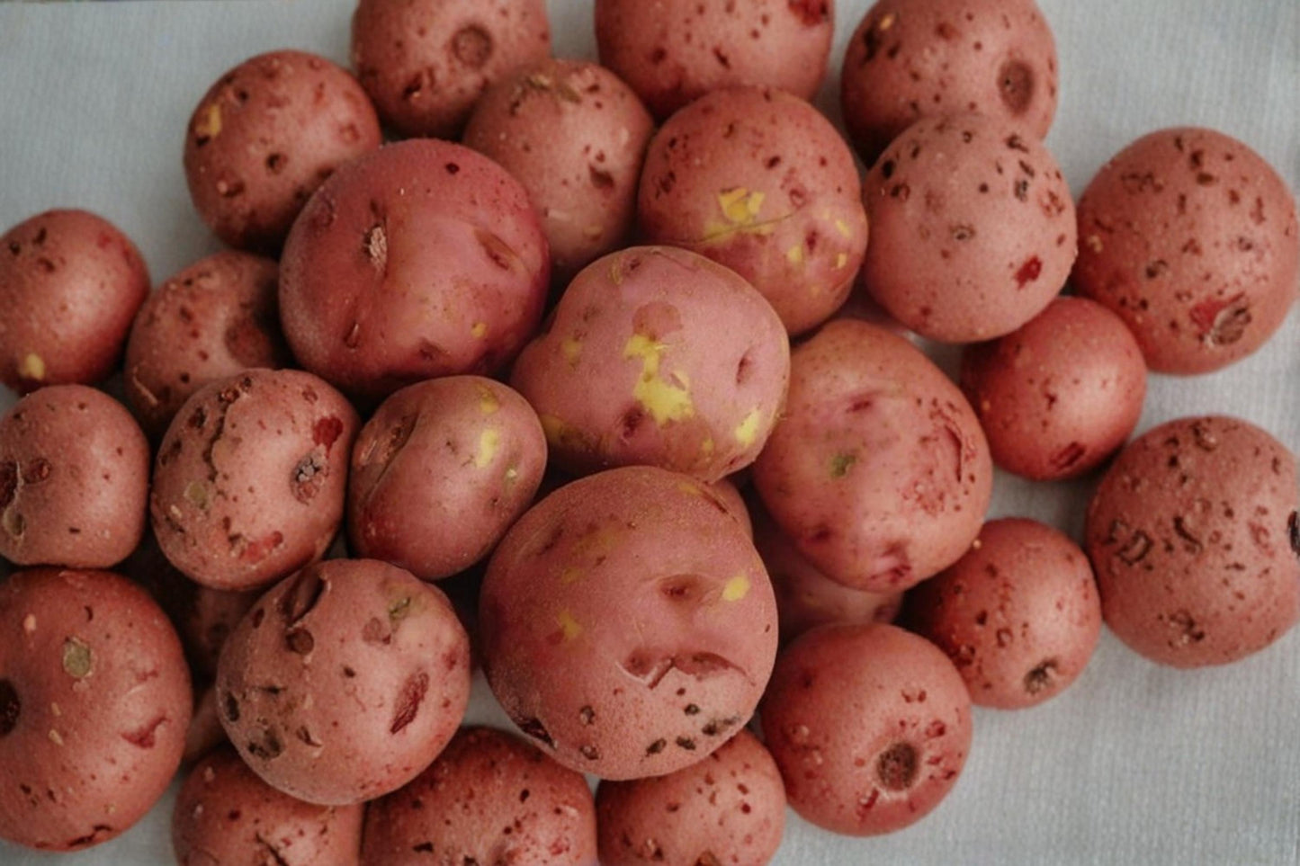 LaSoda Seed Potatoes 3 Pounds – Red Skinned Solanum tuberosum for Garden Planting