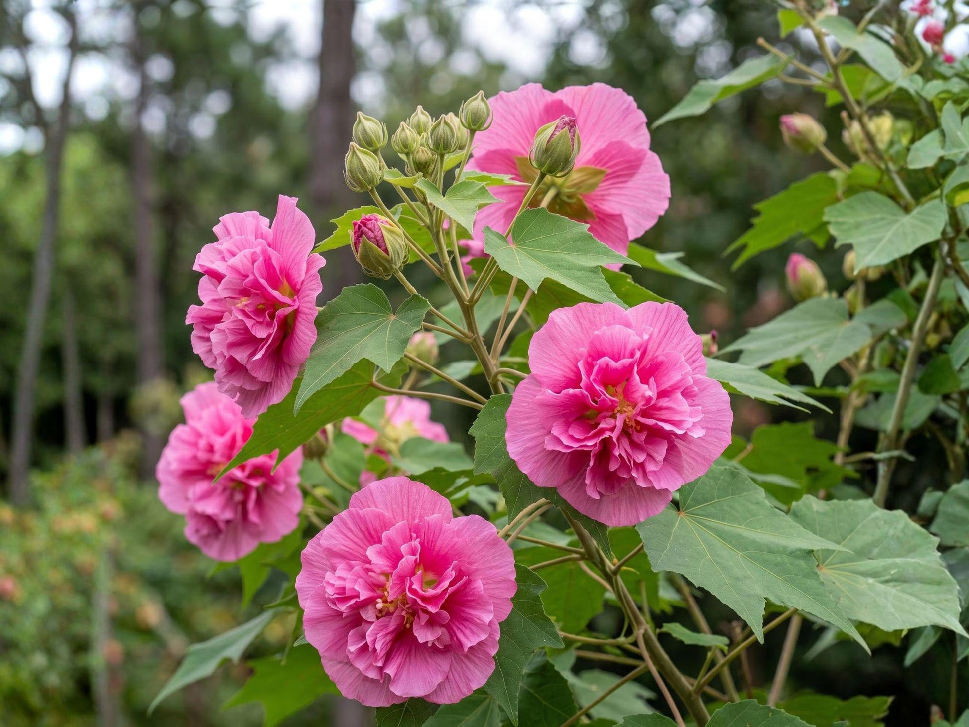 False Confederate Rose Seeds | Hibiscus paramutabilis | Everblooming Pink Flowering Shrub for Garden Landscaping
