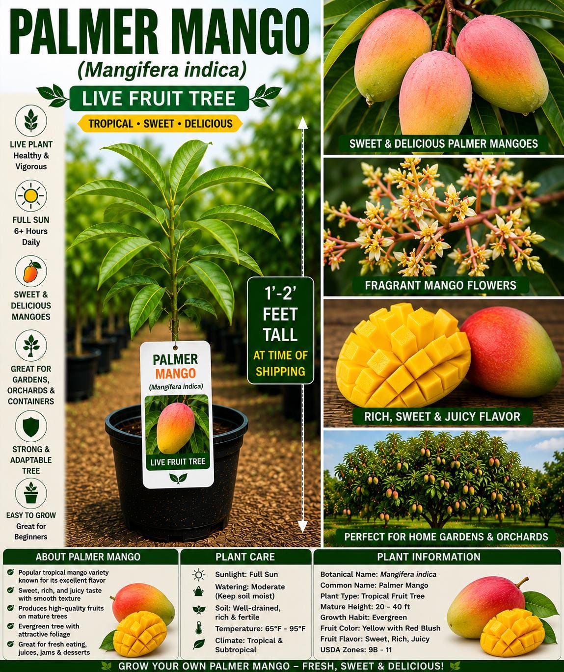 Palmer Mango Live Fruit Tree 1-2 Feet Tall – Mangifera indica – Tropical Edible Landscape Plant