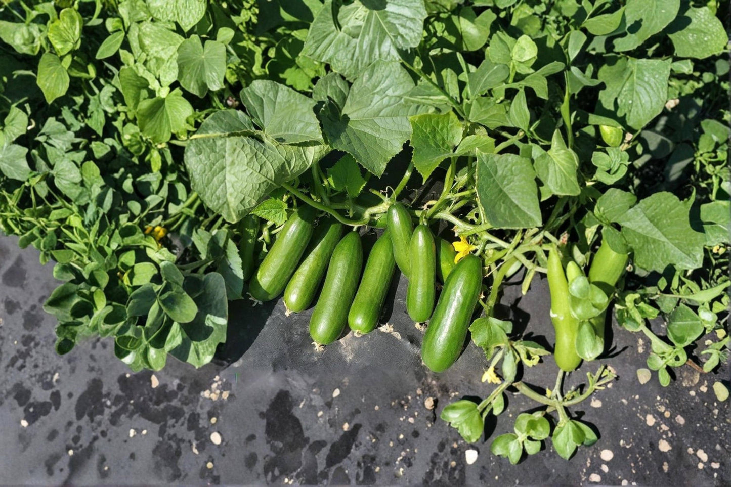 Mini-Me Cucumber Seeds – Compact Cucumis sativus for Container & Garden Planting