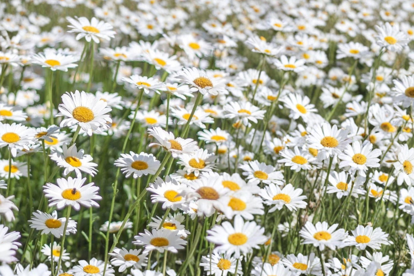 Alaska Shasta Daisy Seeds – White Perennial Flower, Chrysanthemum maximum, Garden Bloom, Cut Flower, Full Sun to Partial Shade