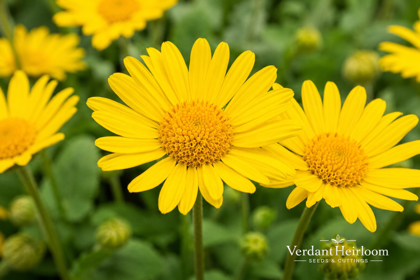 Leonardo Compact Leopard's Bane Live Plant – Yellow Daisy Perennial, Doronicum orientale, Compact Clumping Flowering Plant