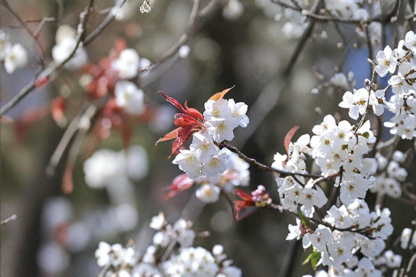 White Flowering Cherry Tree Seeds – Prunus serrulata – Deciduous Ornamental Flowering Tree with White Blooms