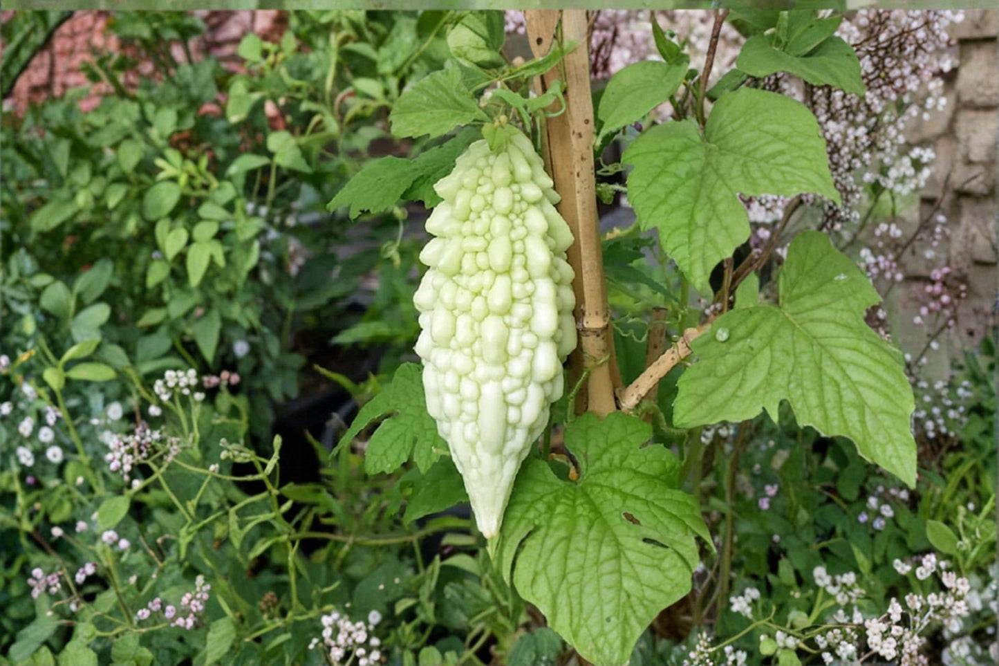 Bitter Gourd Seeds, Momordica charantia, Climbing Vine, Vegetable Seeds, Garden Plant, Edible Fruit, Outdoor Growing