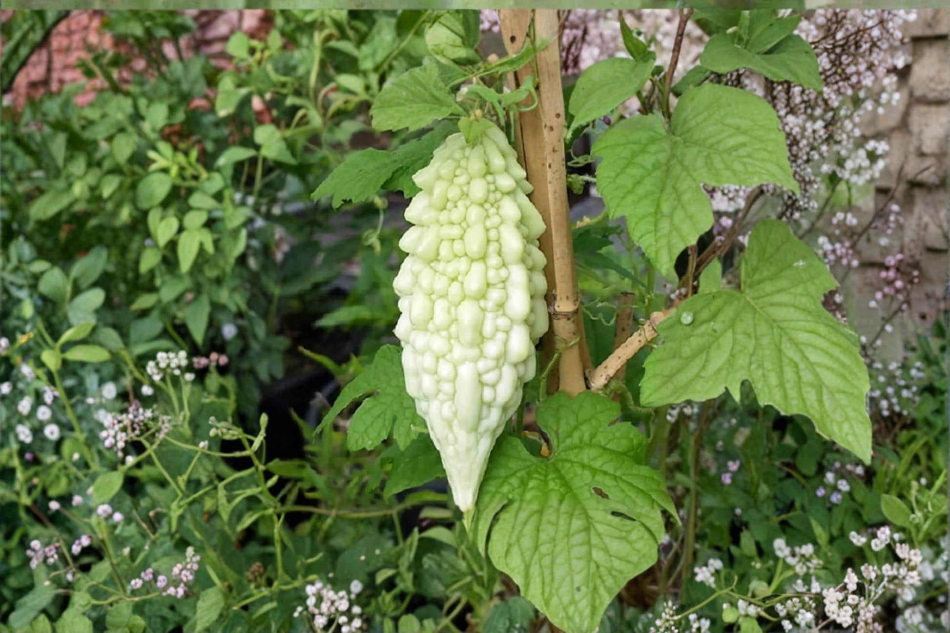 Bitter Gourd Seeds, Momordica charantia, Climbing Vine, Vegetable Seeds, Garden Plant, Edible Fruit, Outdoor Growing