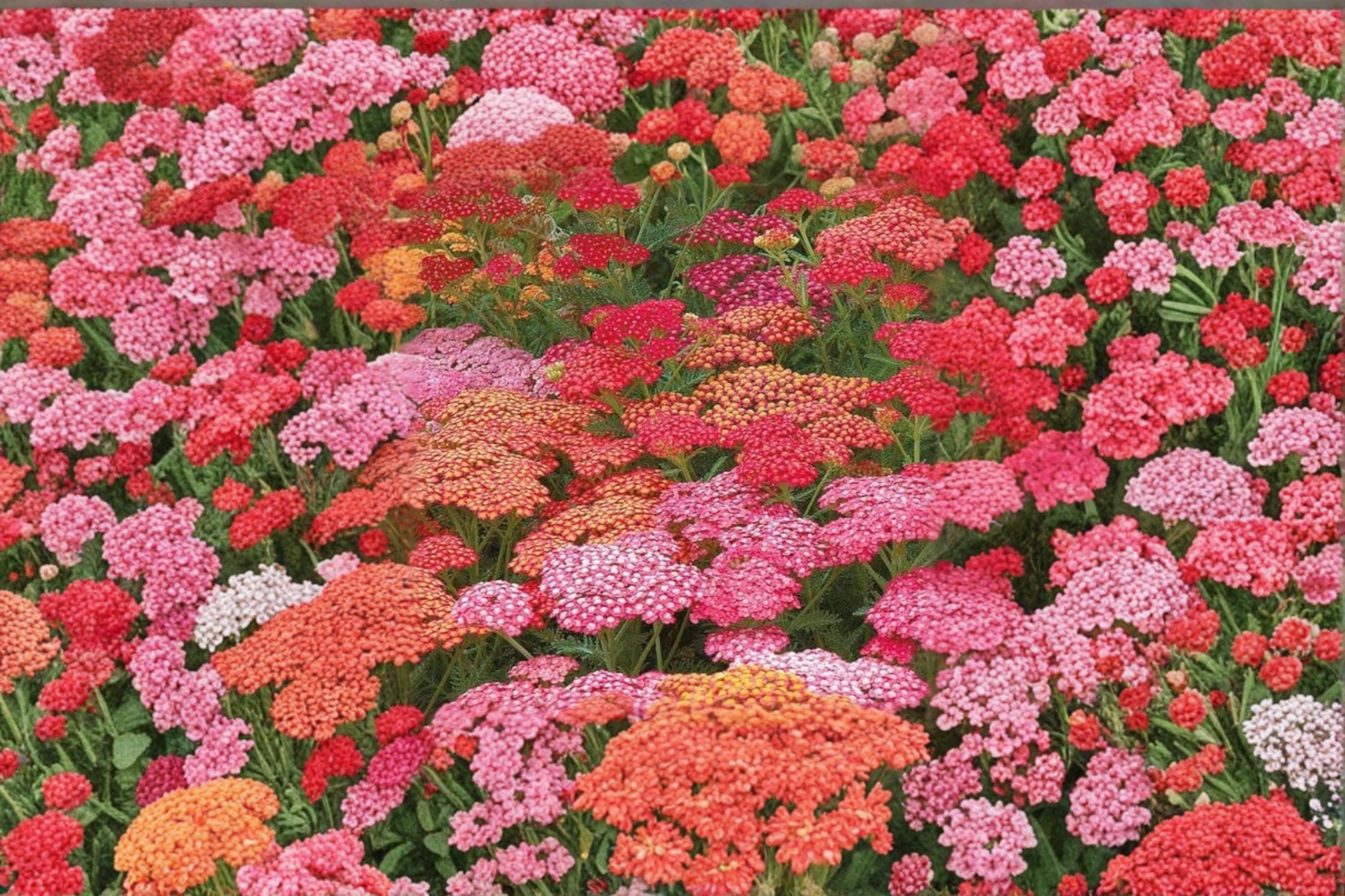 Bright Color Yarrow Seeds – Achillea millefolium Perennial Flowering Plant for Garden Beds & Borders
