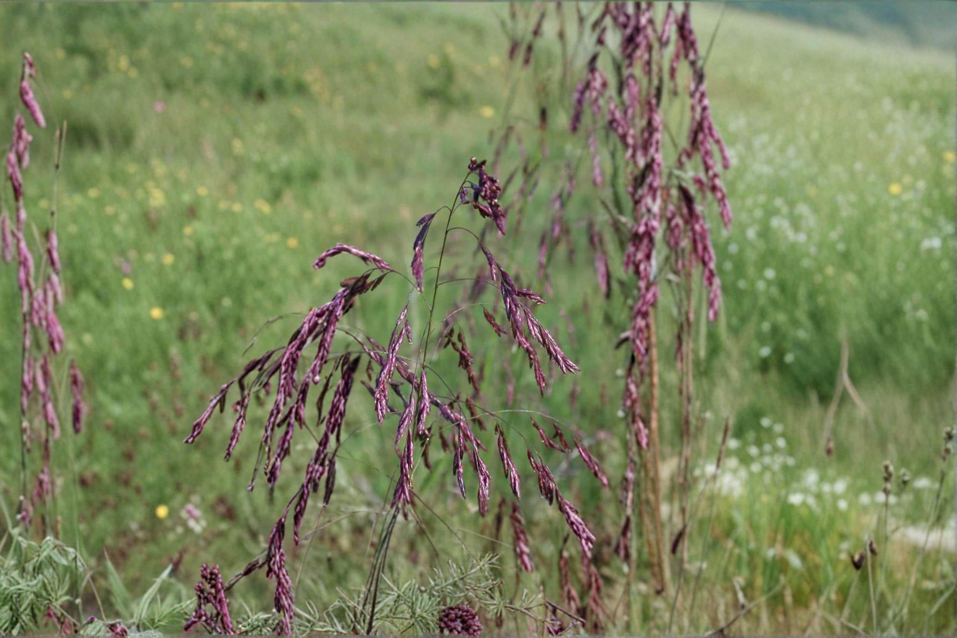 Purpletop Tridens Grass Seed – Ornamental Native Grass with Purple-Tinted Seed Heads – Tridens flavus