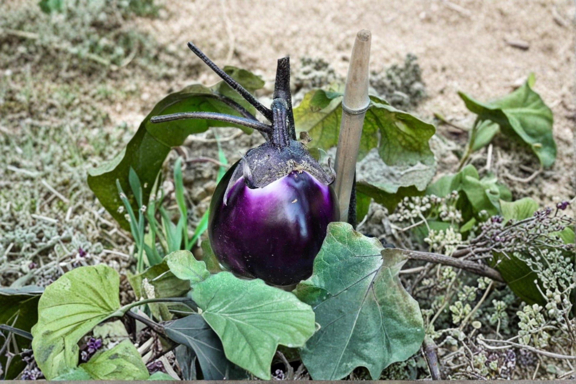 Barbarella Eggplant Seeds – Heirloom Solanum melongena with Deep Purple Fruits, Vegetable Seeds for Garden and Container Growing