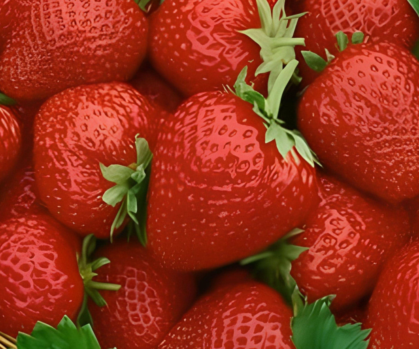 Seascape Everbearing Strawberry Plants – Bare Root, Large Sweet Berries, Day-Neutral, Fragaria × ananassa