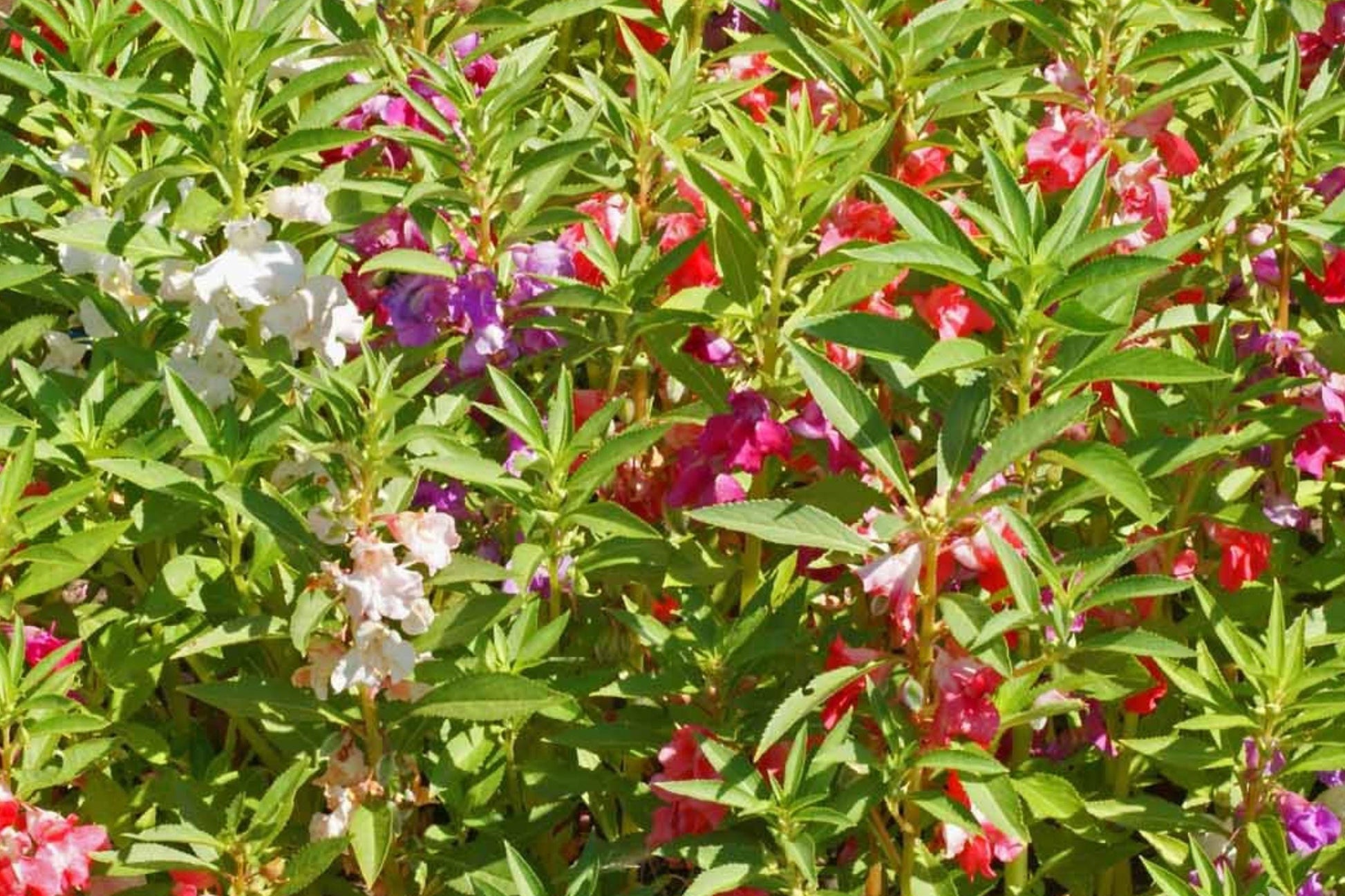Balsam Seeds 100 Pack Camellia Flowered Mix Impatiens balsamina Annual Flower Seeds for Garden, Borders, Pollinator-Friendly Landscapes