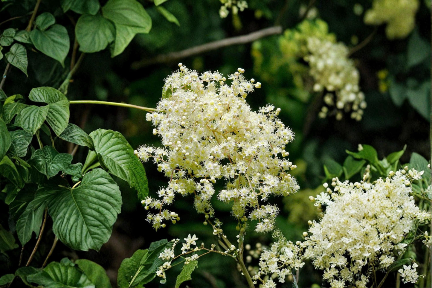 Ocean Spray Seeds – Holodiscus discolor, Deciduous Shrub, Cream Flowers, Native Plant, Garden & Landscape Plant, 50 Seeds