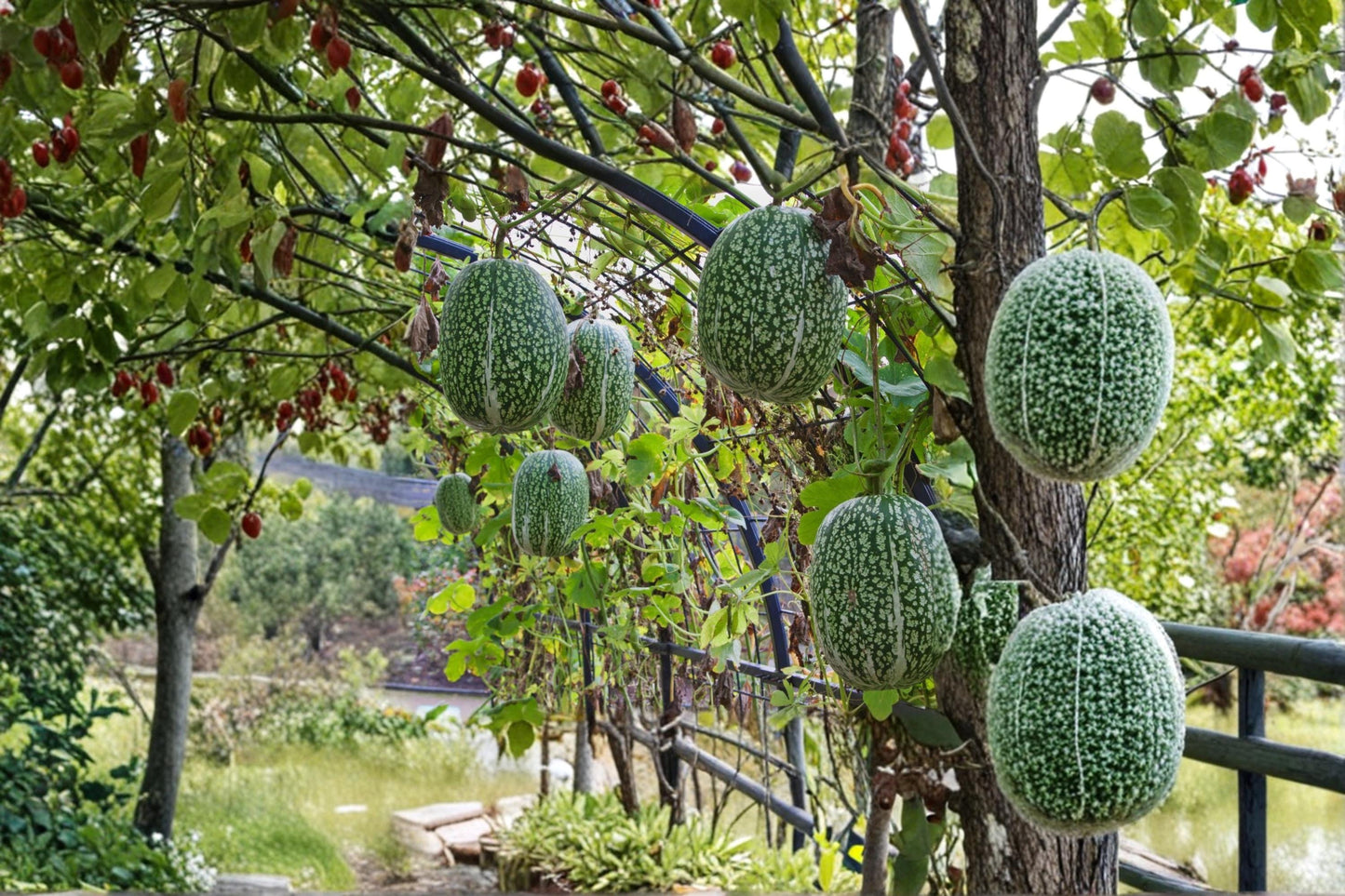 Shark Fin Melon Seeds – Cucurbita ficifolia, Edible Vining Fruit, Garden Plant, Outdoor Growing