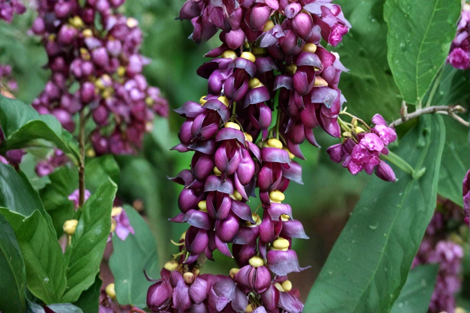Climbing Jade Vine Seeds – Mucuna sempervirens Exotic Flowering Climbing Vine for Trellises & Pergolas