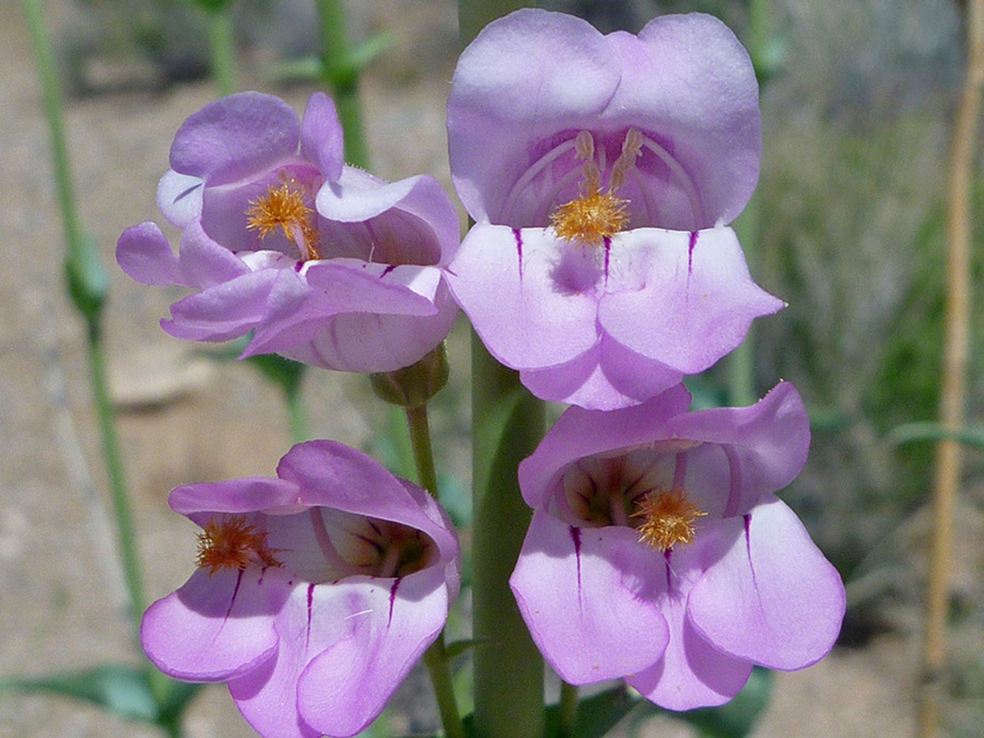 50 Penstemon palmeri Seeds – Wildflower Seeds for Pollinator Gardens, Tropical Foliage, Coastal Landscape, Exotic Plant Collection