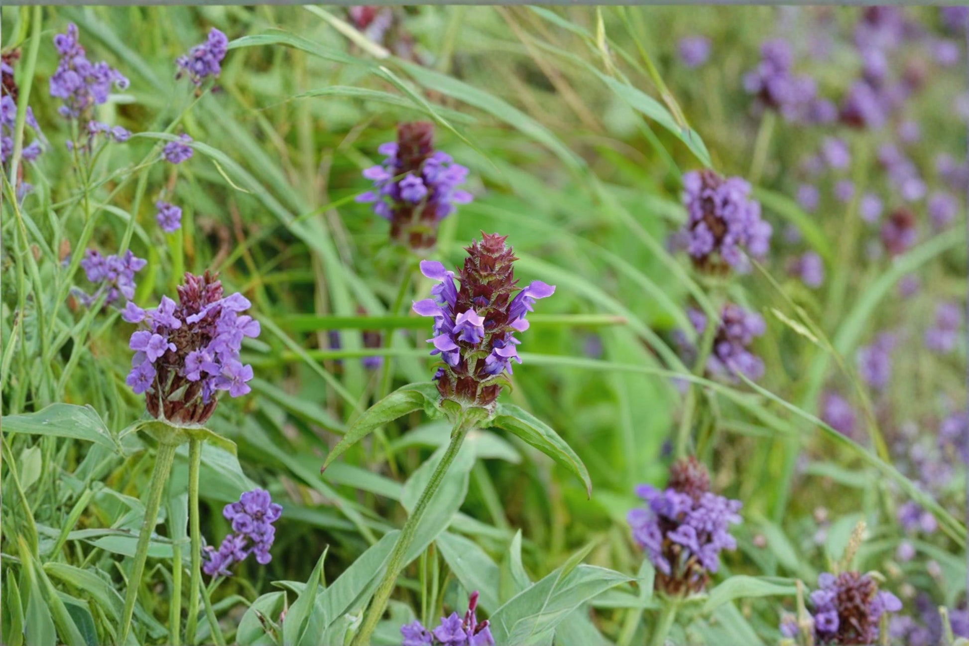Self Heal Seeds – Prunella vulgaris Perennial Flowering Plant with Violet Spikes, Garden, Meadow & Ground Cover Seeds