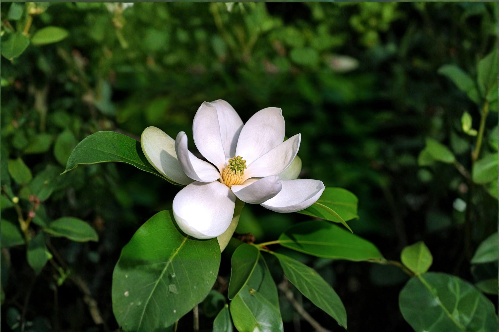 Sweetbay Magnolia Tree Seeds – Magnolia virginiana, Ornamental Native Tree with Fragrant White Flowers, Glossy Green Foliage