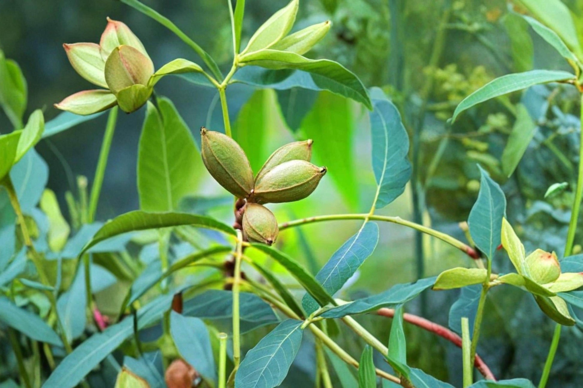 Northern Pecan Tree Seeds – Carya illinoinensis, Deciduous Shade Tree for Landscaping and Native Gardens