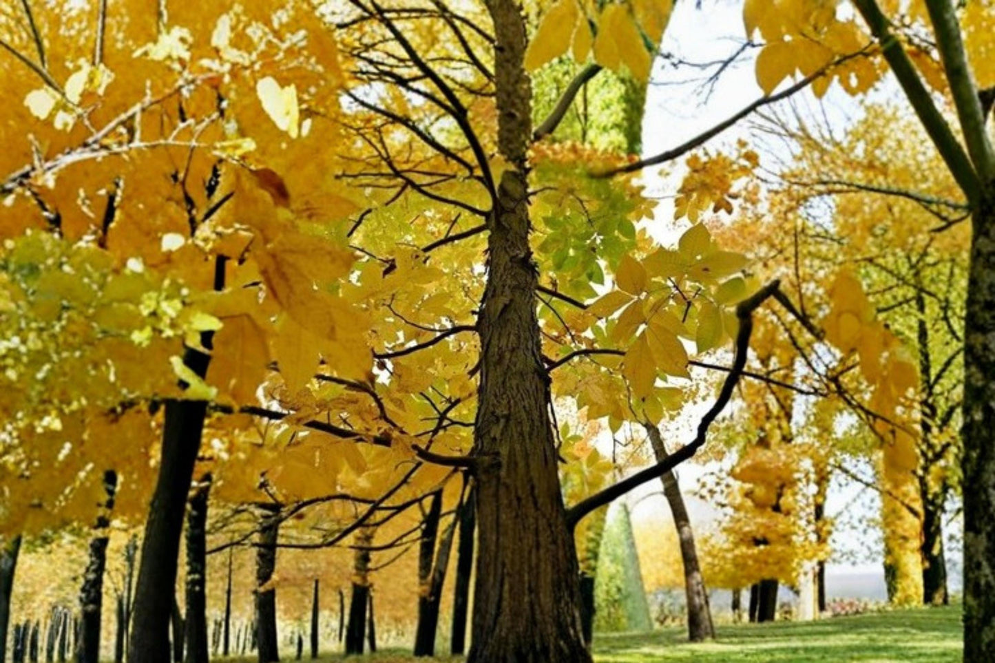Shagbark Hickory Seedlings – 3 Live Carya ovata Trees for Native Shade, Hardwood, Deciduous, Garden & Reforestation