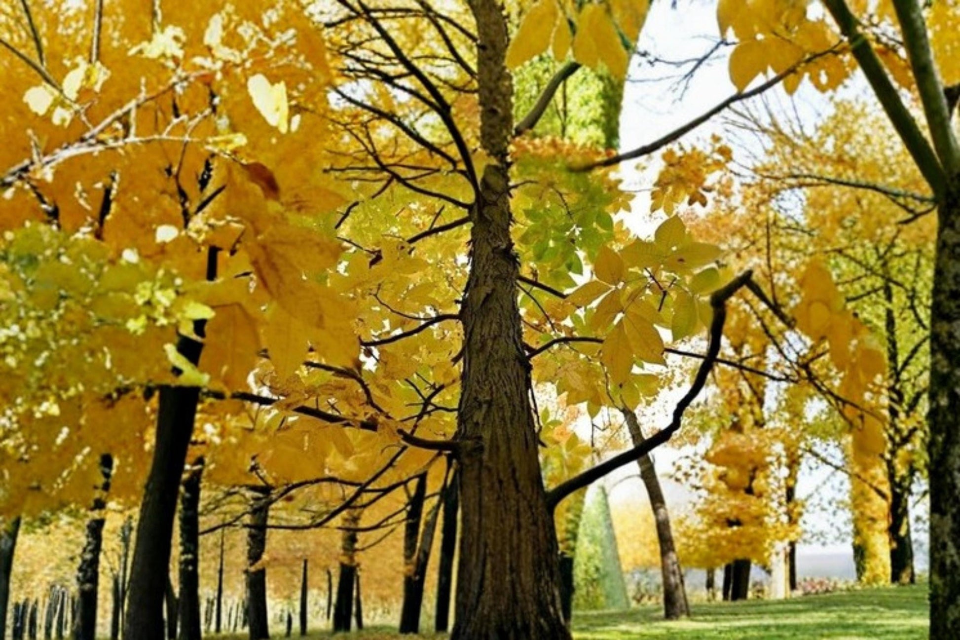 Shagbark Hickory Seedlings – 3 Live Carya ovata Trees for Native Shade, Hardwood, Deciduous, Garden & Reforestation
