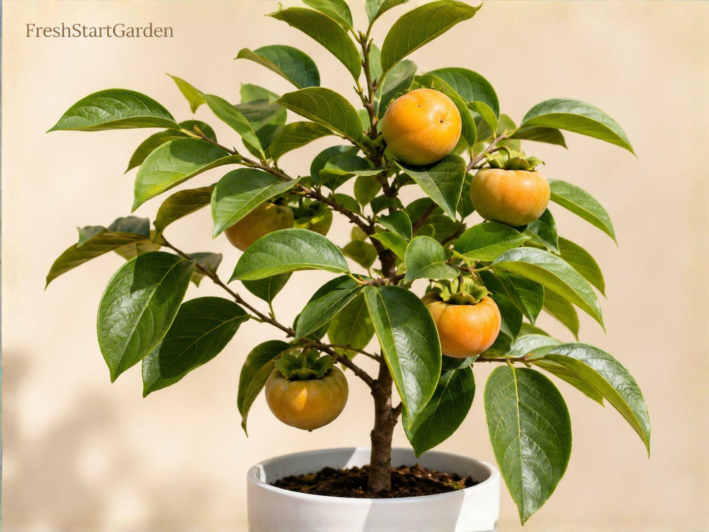 Native Persimmon Tree Bare Root Starter – Diospyros virginiana Edible Shade Tree, 6-12 Inches