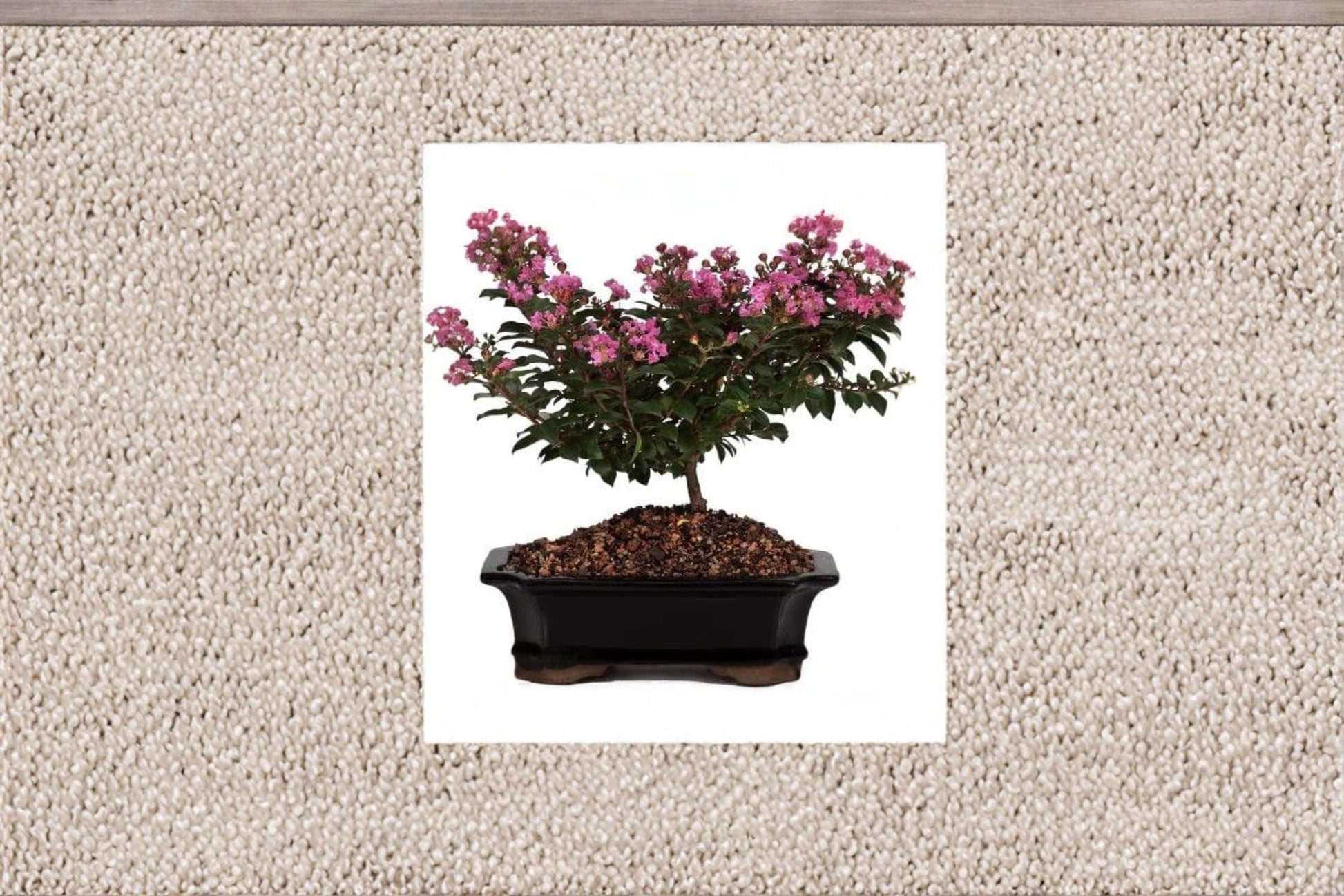 Crape Myrtle Bonsai Tree Seeds – Flowering Ornamental Tree – Lagerstroemia indica – Container & Landscape Plant