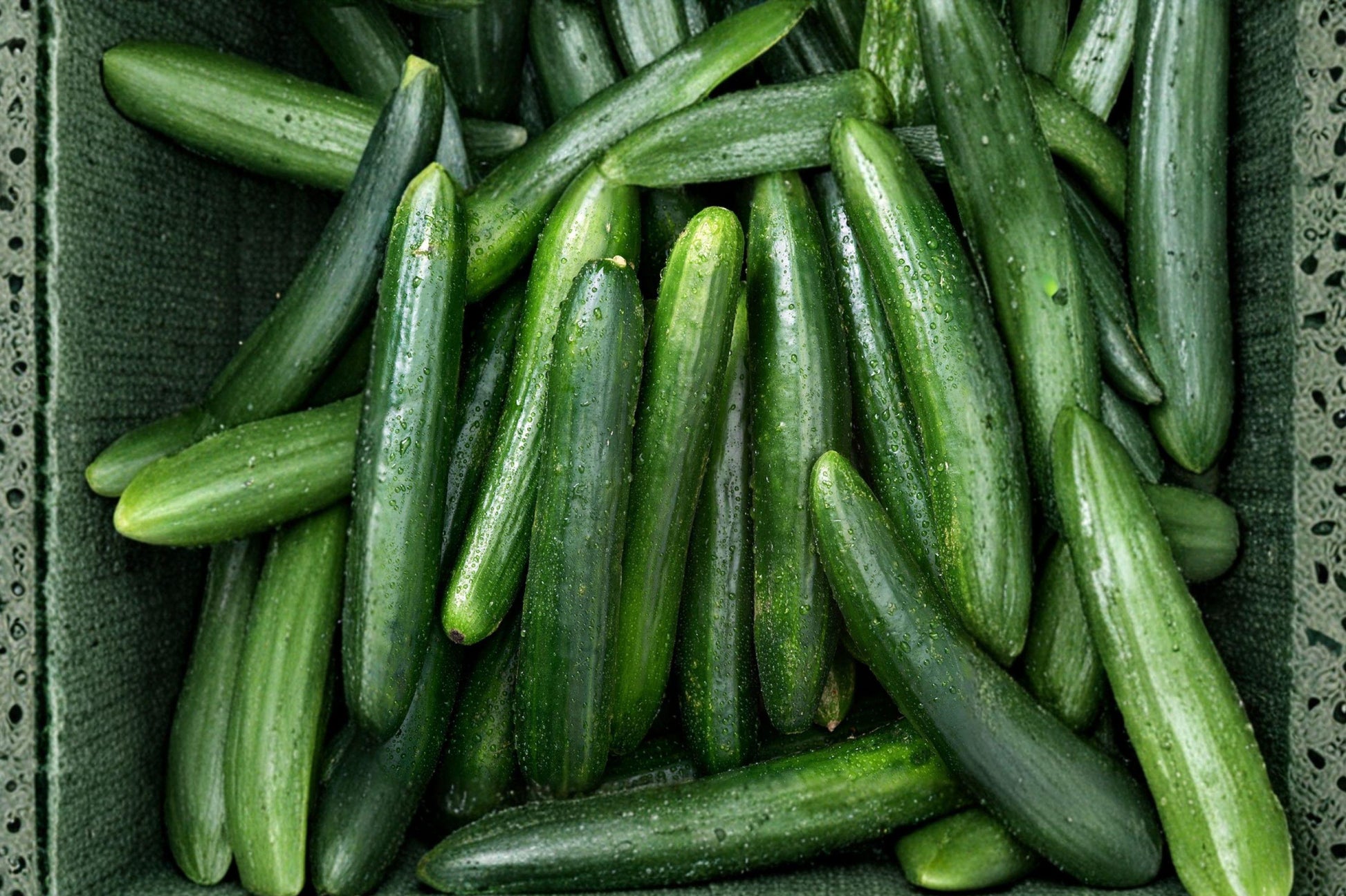 Straight Eight Cucumber Seeds – Cucumis sativus Garden Vegetable, 60 Seeds