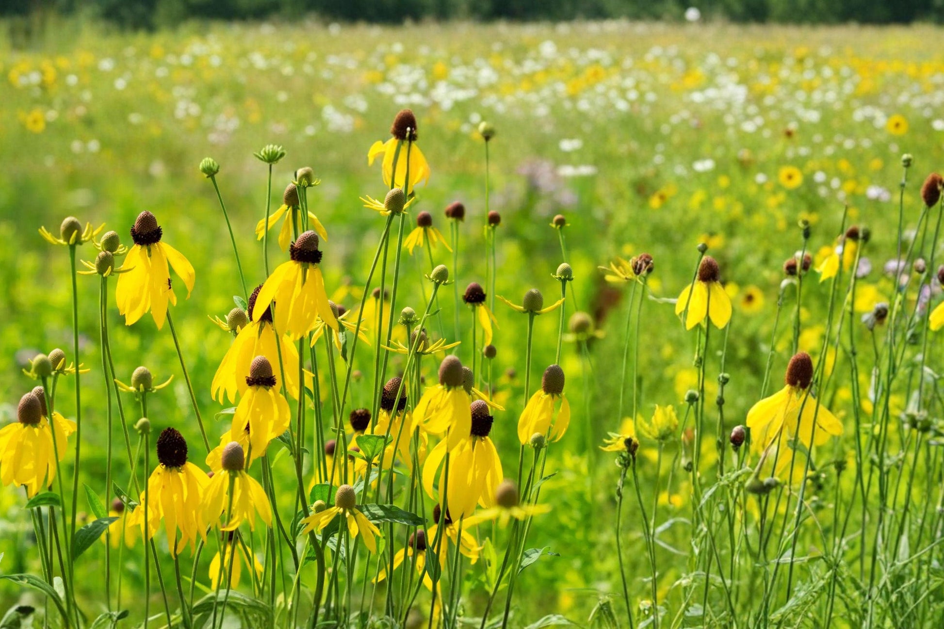 Prairie Coneflower Seeds 300 Pack – Ratibida columnaris Yellow Perennial Wildflower for Pollinator Gardens and Natural Landscapes