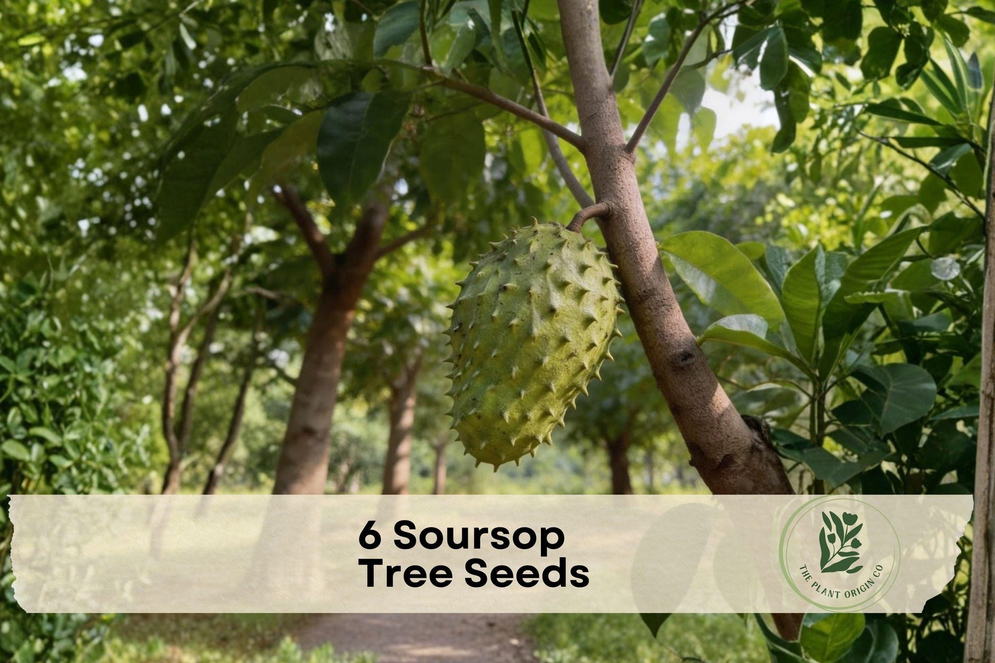 6 Soursop Tree Seeds - Annona muricata Tropical Fruit Tree for Garden & Container Growing