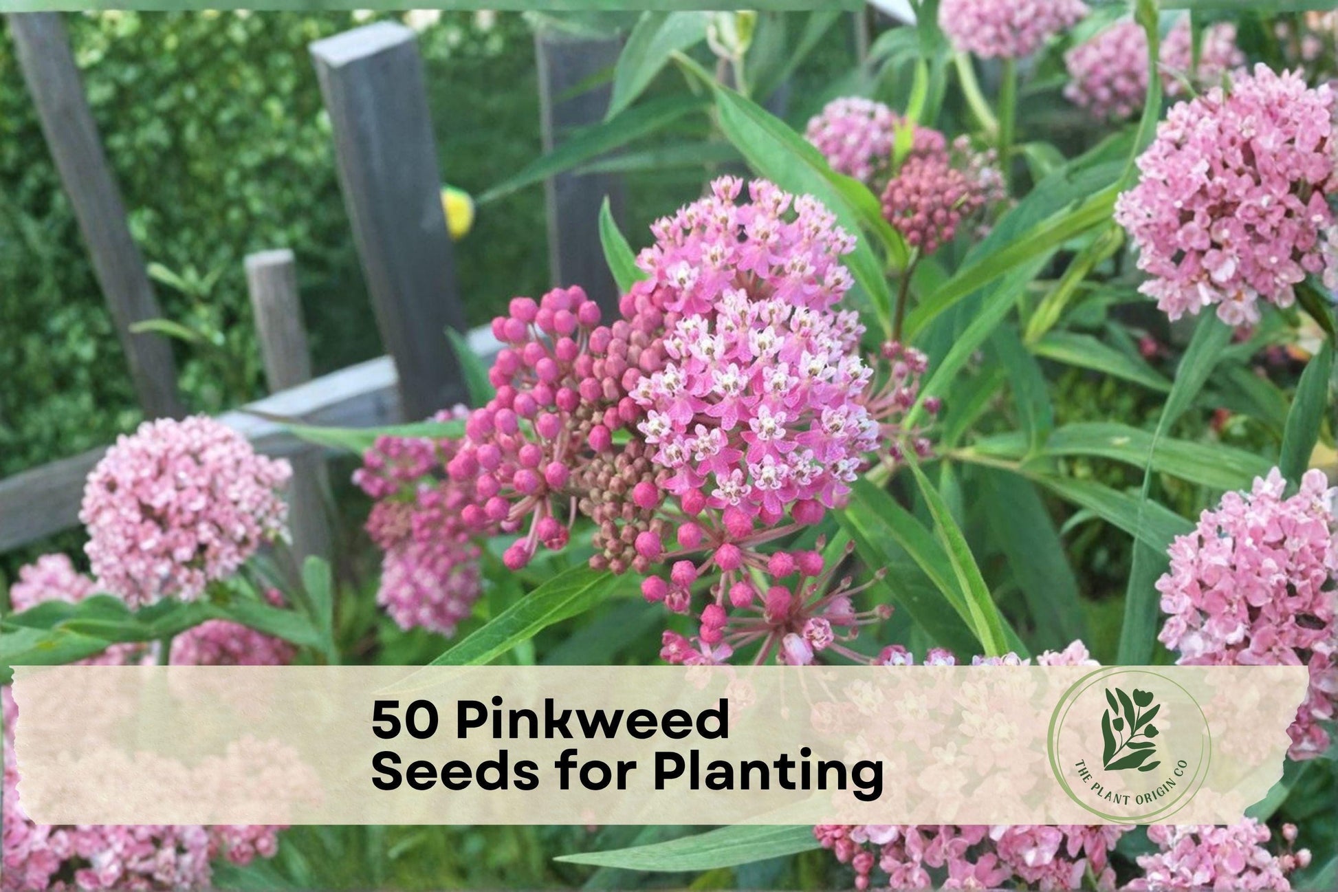 Pinkweed Wildflower Seeds – Persicaria pensylvanica, Pink Flower Clusters, Native Annual for Pollinator Gardens, Meadows & Borders