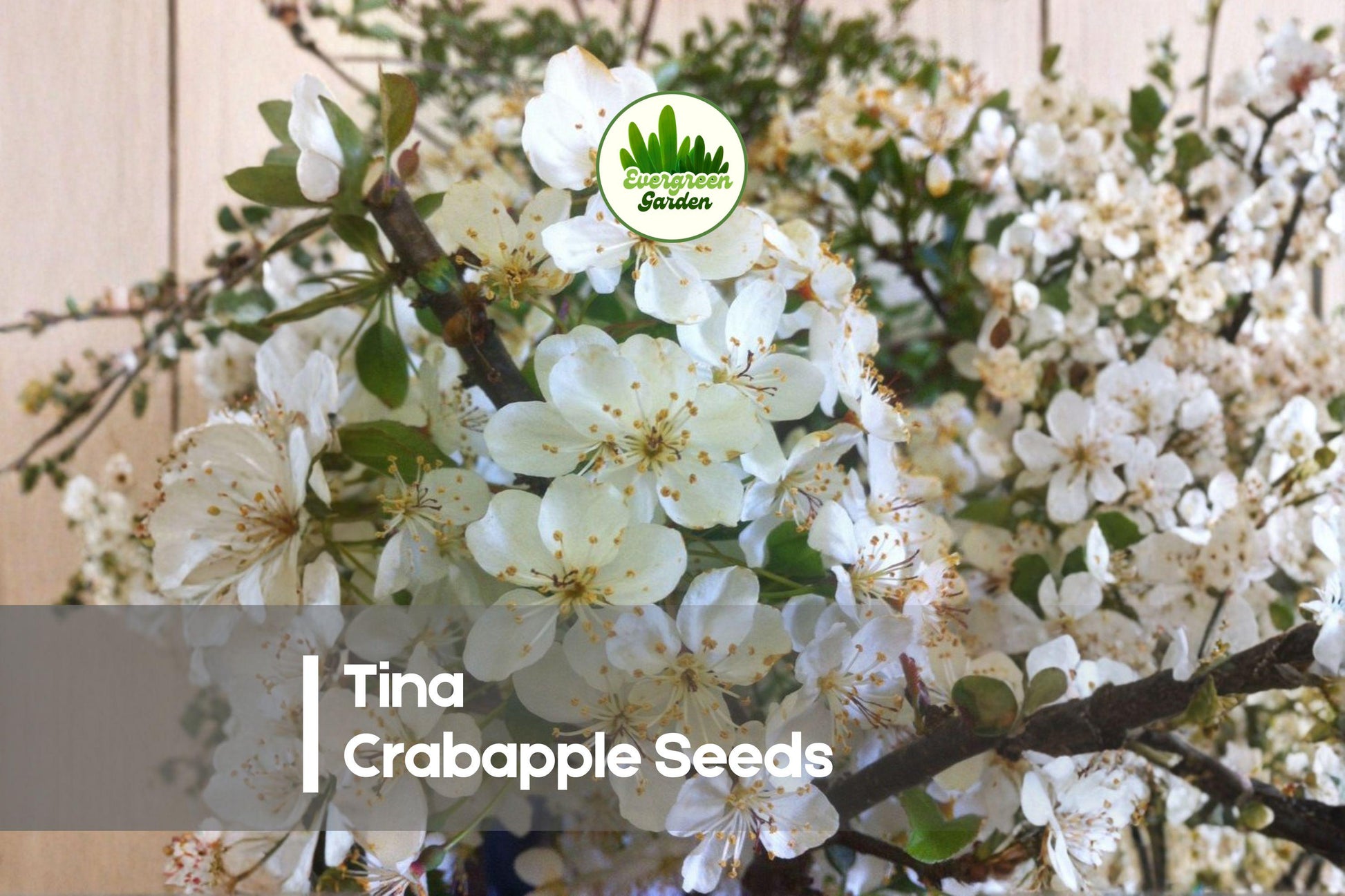 25+ Tina Crabapple Seeds - Compact Ornamental Tree with White Blossoms & Red Fruit | Malus sargentii 'Tina'