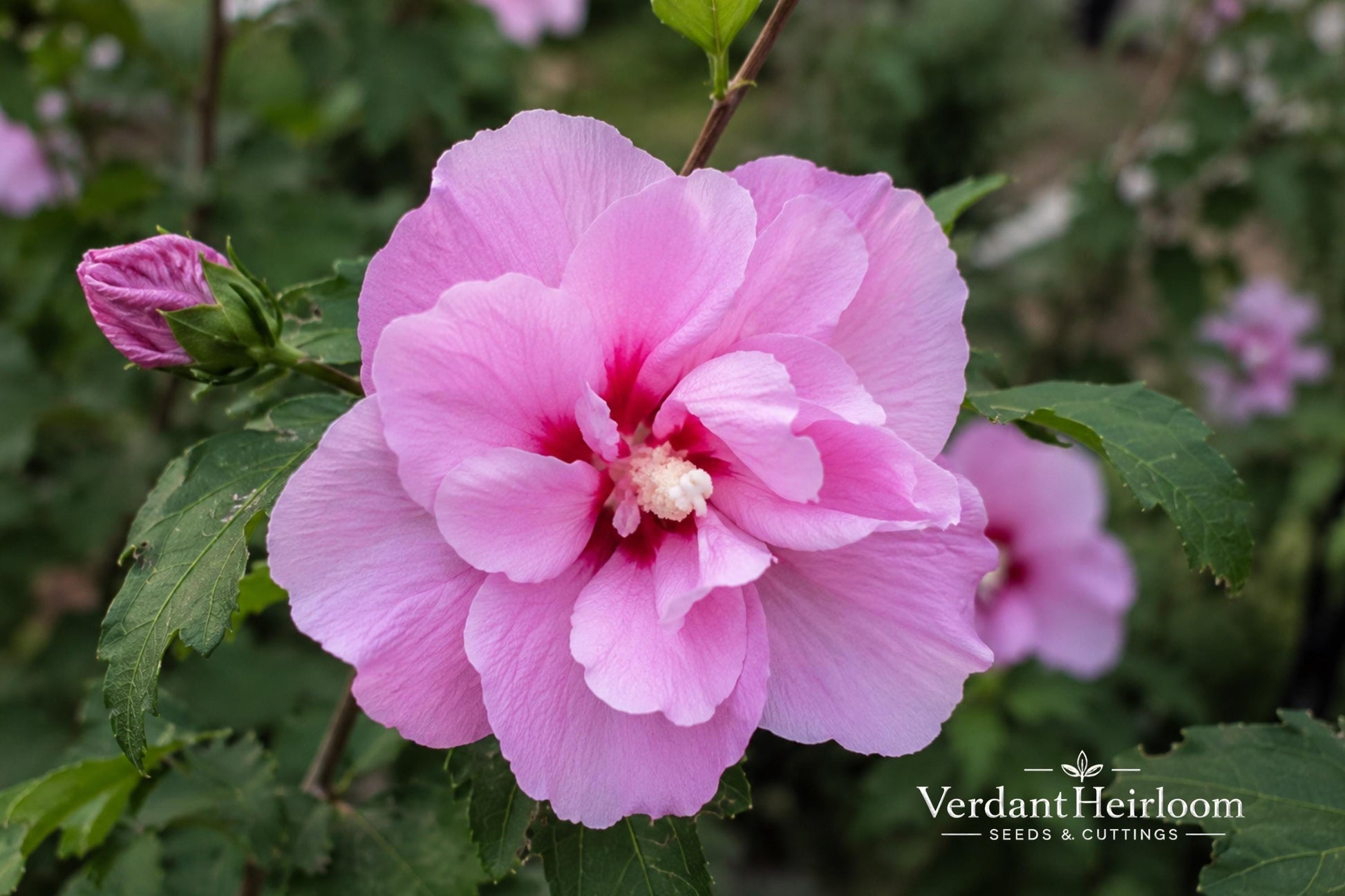 Lucy Rose of Sharon Bare Root Plant – Hibiscus syriacus 'Lucy' Pink-Red Flowers, Deciduous Shrub for Garden Landscaping