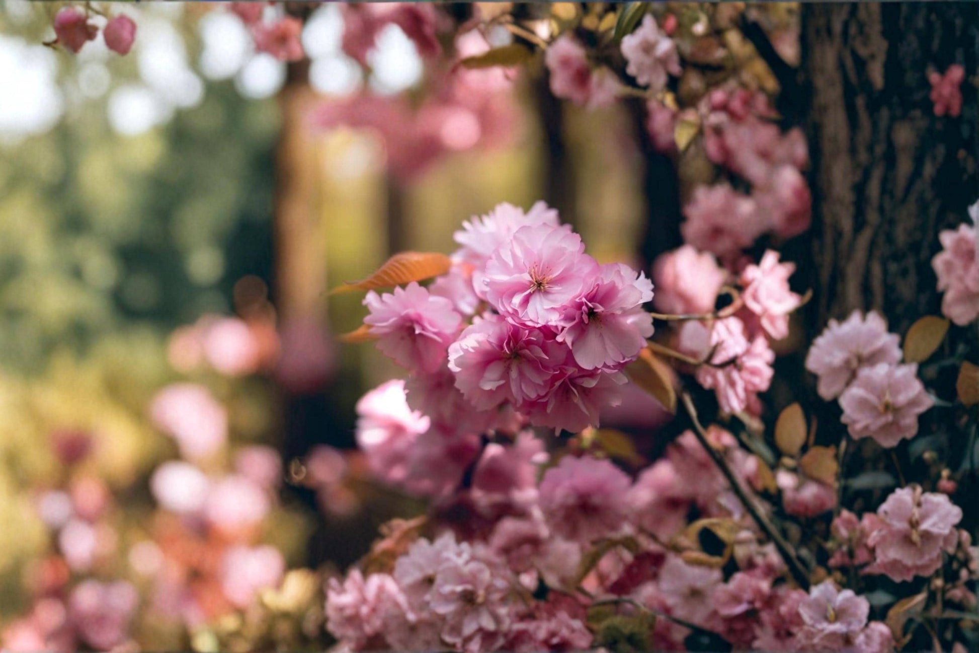 Sakura Tree Seeds – Prunus serrulata – Ornamental Flowering Cherry with Pink Blossoms – Bonsai & Landscape Planting
