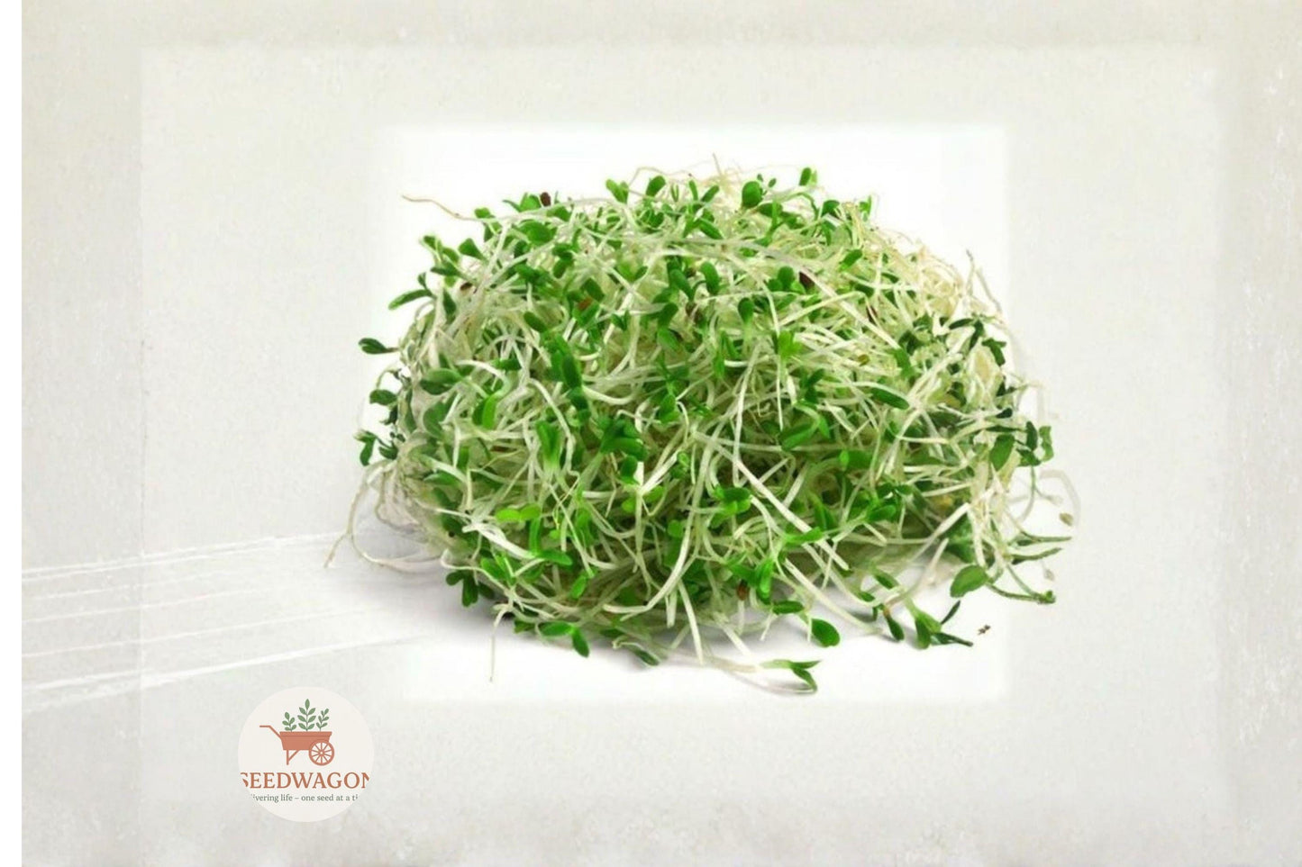 alfalfa sprout seeds, heirloom microgreens, non-GMO sprouting seeds, indoor sprouting kit, fresh salad greens, microgreen seeds, healthy kitchen garden, quick germination seeds, tender sprout seeds, organic sprouting seeds, sandwich topping sprouts, easy grow microgreens, nutritious home sprouts