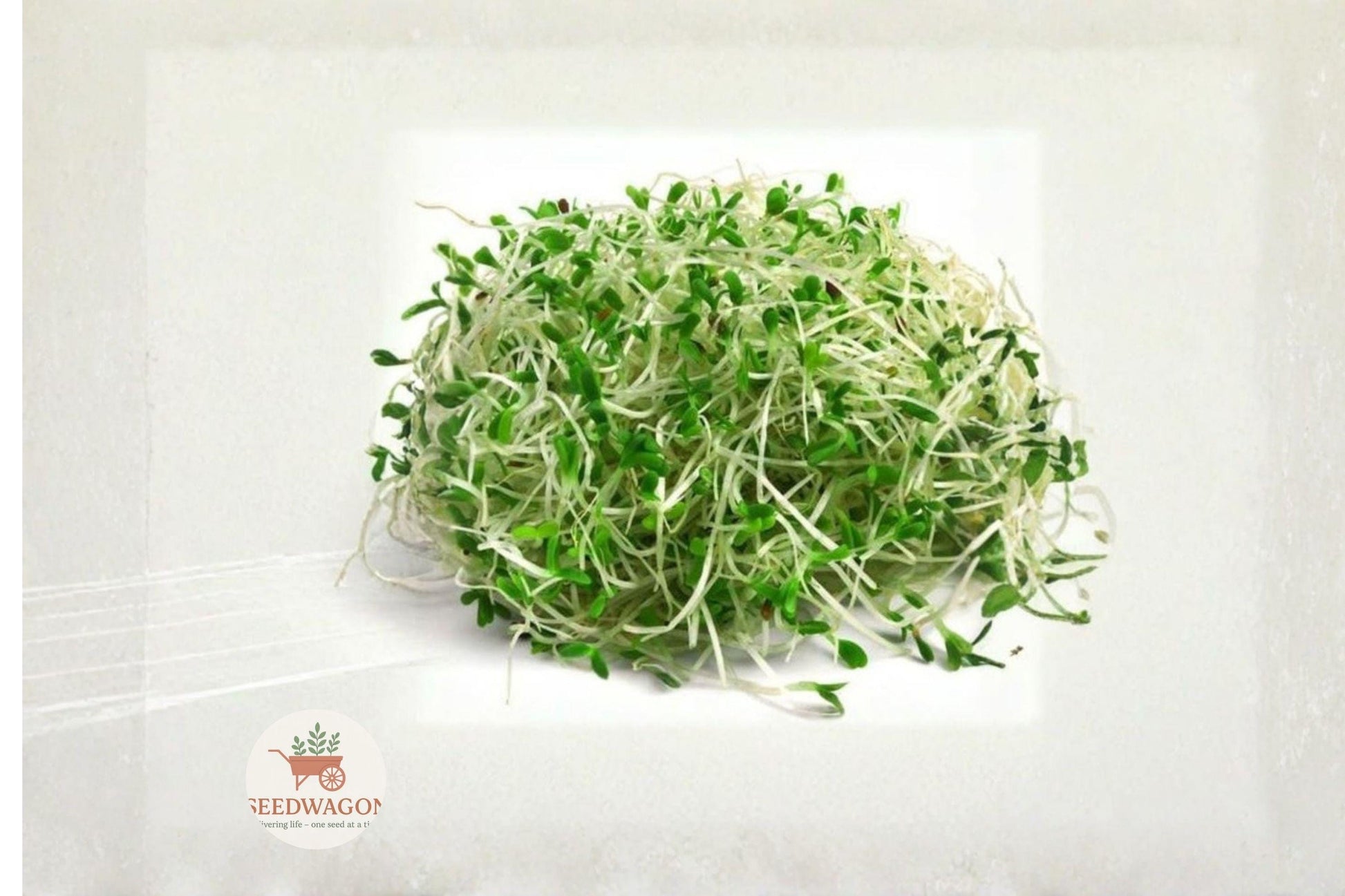 alfalfa sprout seeds, heirloom microgreens, non-GMO sprouting seeds, indoor sprouting kit, fresh salad greens, microgreen seeds, healthy kitchen garden, quick germination seeds, tender sprout seeds, organic sprouting seeds, sandwich topping sprouts, easy grow microgreens, nutritious home sprouts