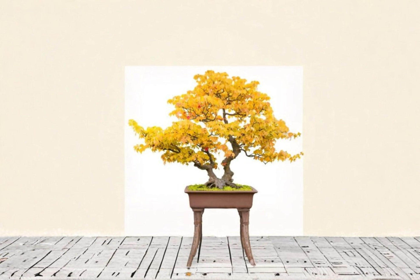 Trident Maple Seeds Acer buergerianum for Bonsai, Ornamental Tree, Deciduous Maple, Bonsai Cultivation, 30 Seeds
