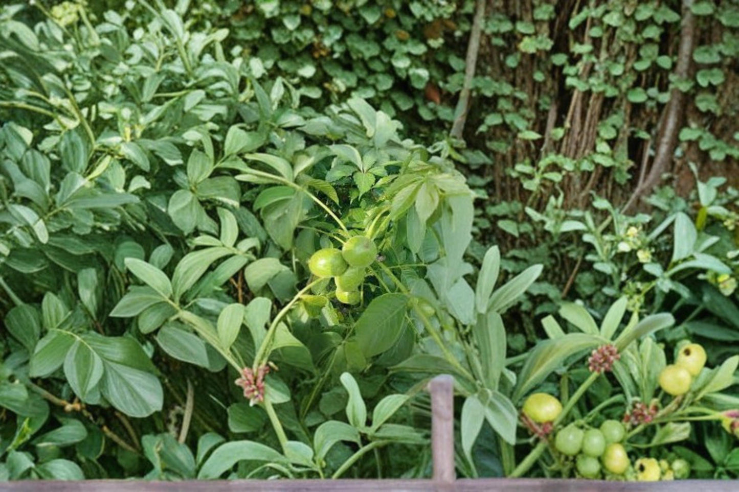 Jupiter's Acorn Tree Seeds – Dwarf Walnut Juglans species for Ornamental Landscaping and Garden Cultivation